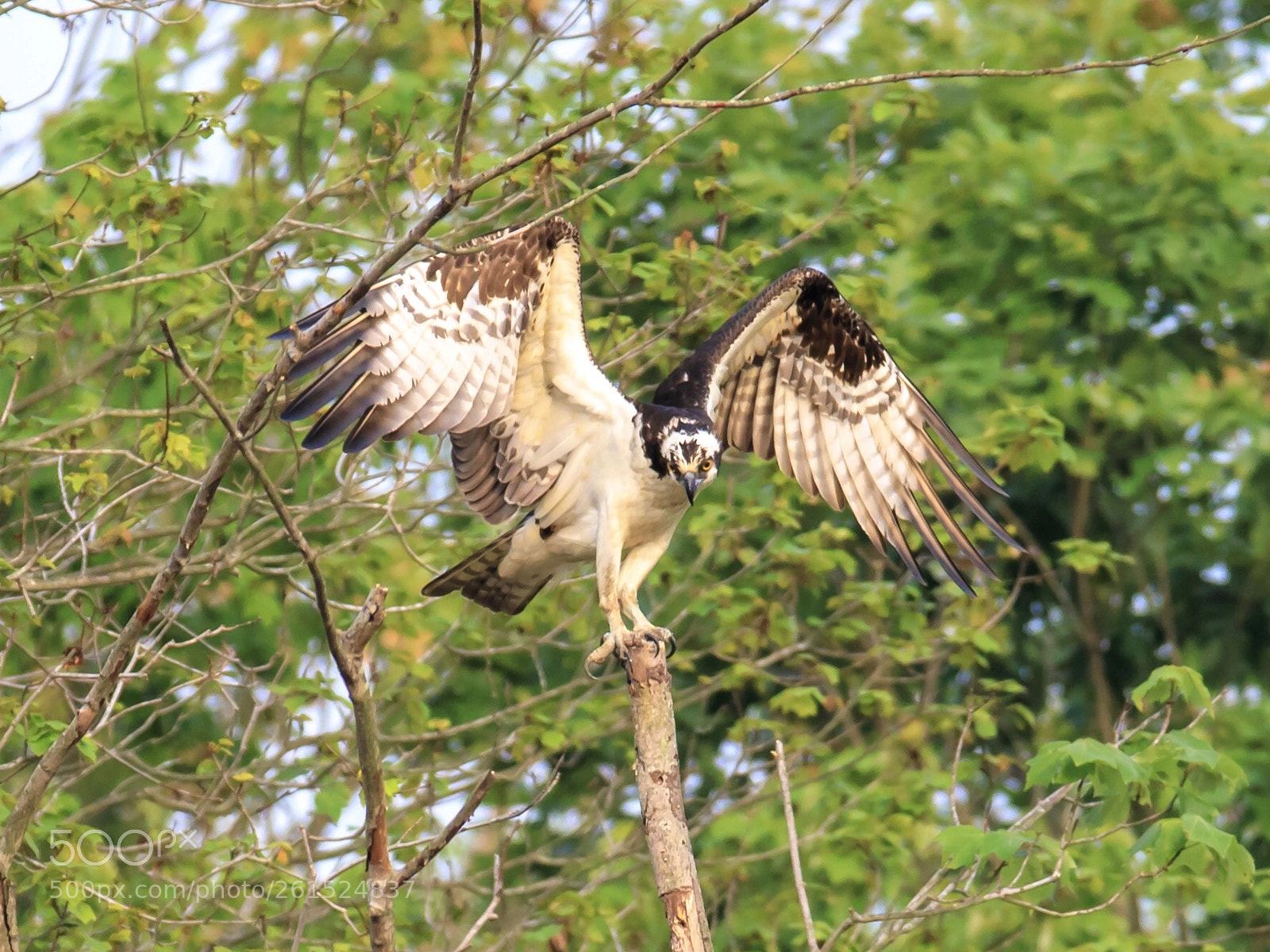 Canon EOS 5D Mark IV sample photo. Osprey landing photography