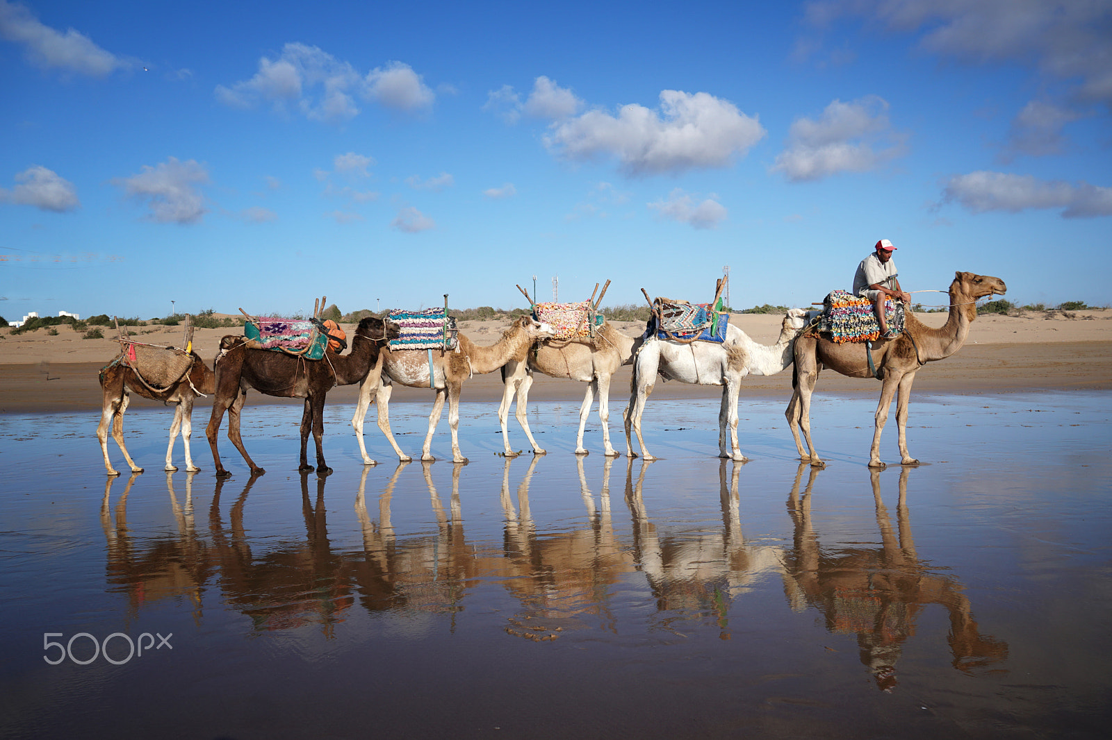 Sony a6500 sample photo. Camels in the evening photography