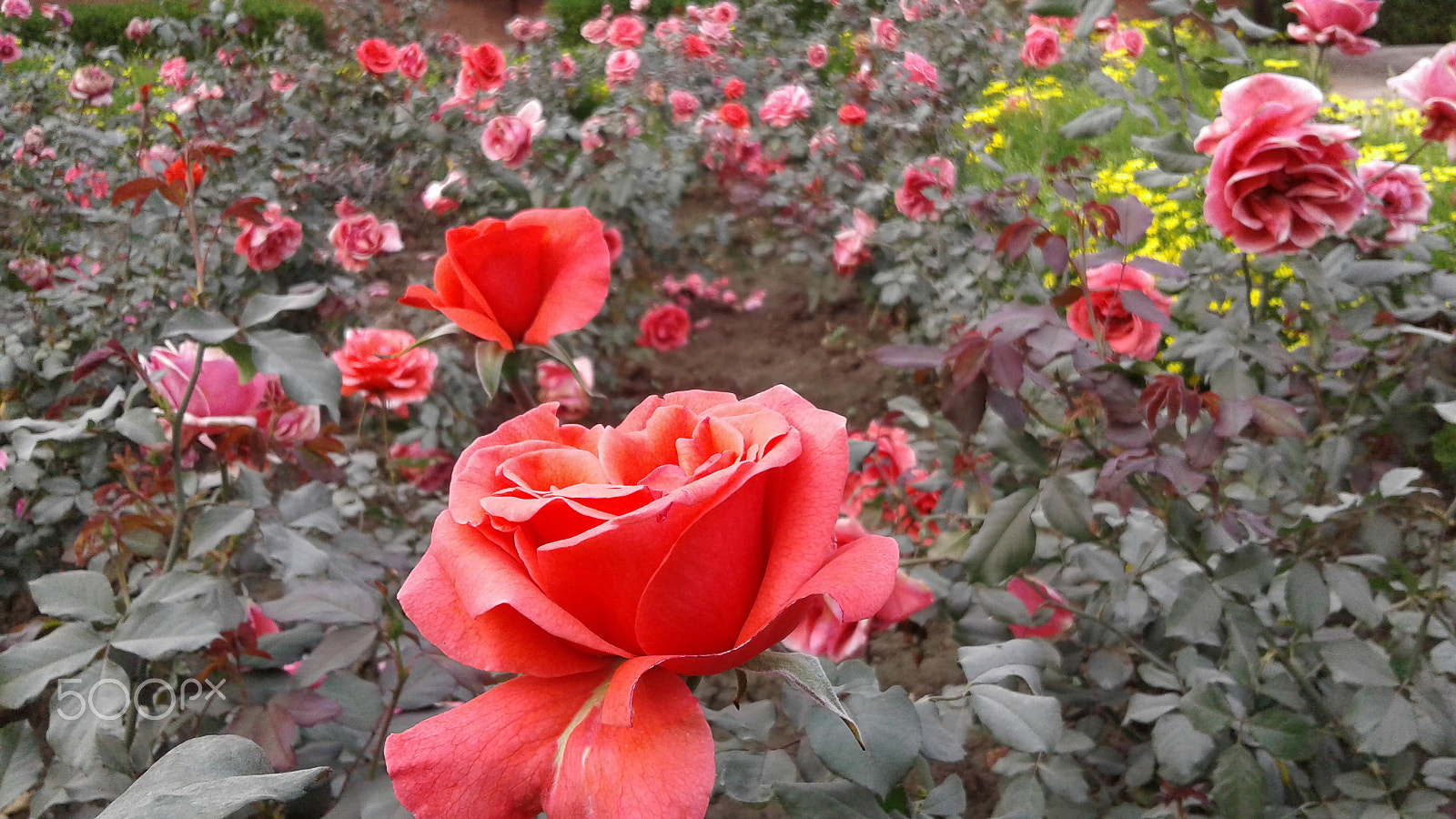 Samsung Galaxy J2 sample photo. Beautifull flower photography