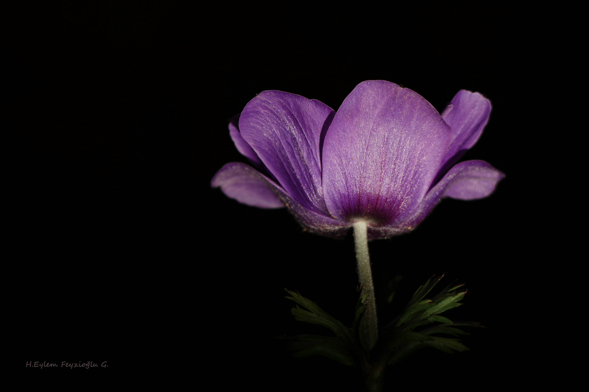 Samsung NX2000 sample photo. Anemone photography