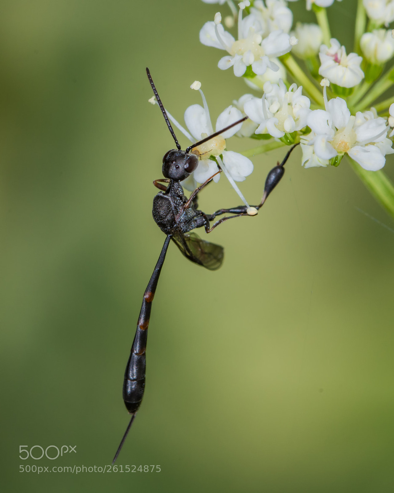 Nikon D7200 sample photo. Gasteruptiid wasp photography