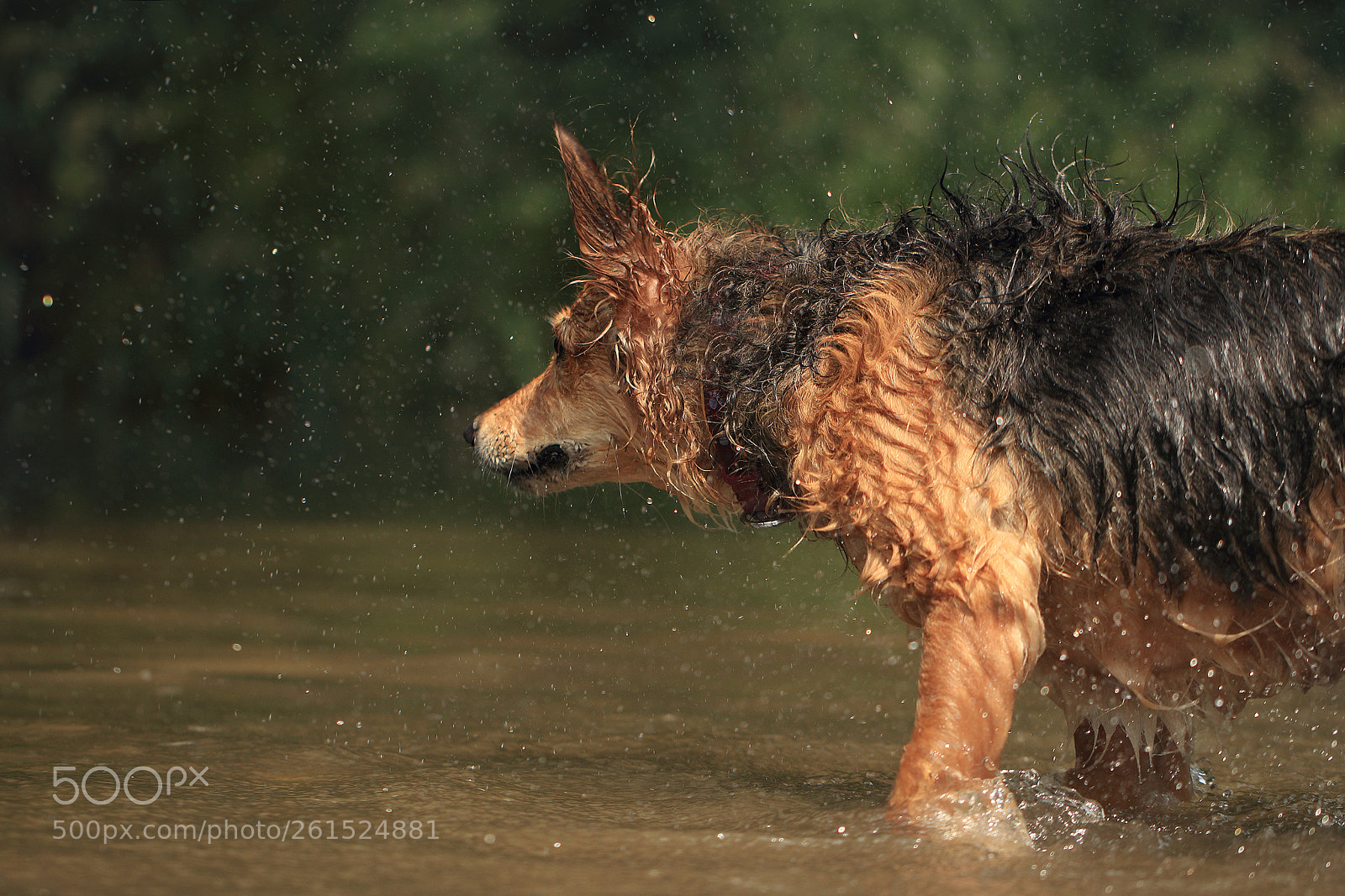 Canon EOS 80D sample photo. In the river photography