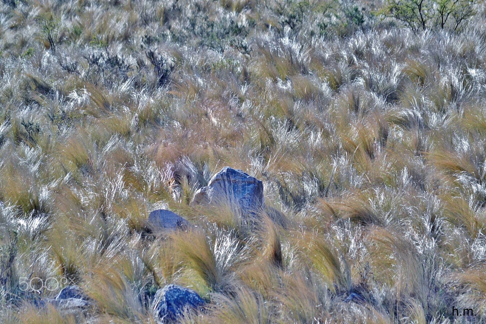 Nikon D3100 sample photo. Plateados photography