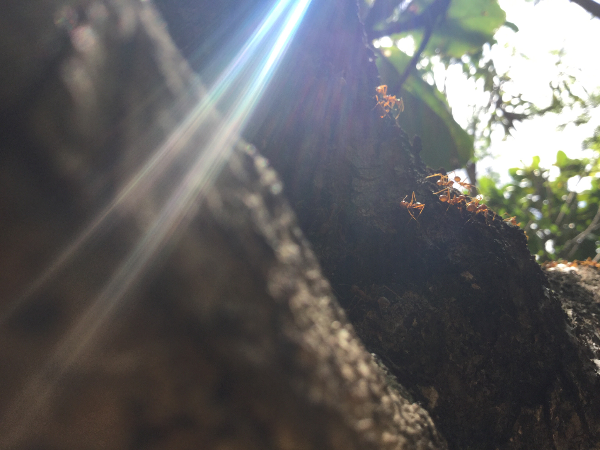 Apple iPad Air 2 sample photo