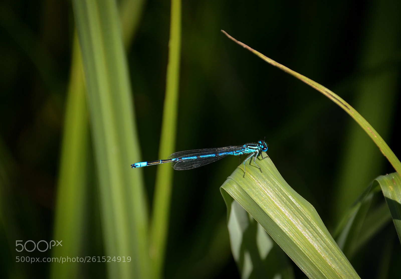 Nikon D7000 sample photo. Blue dragonfly photography