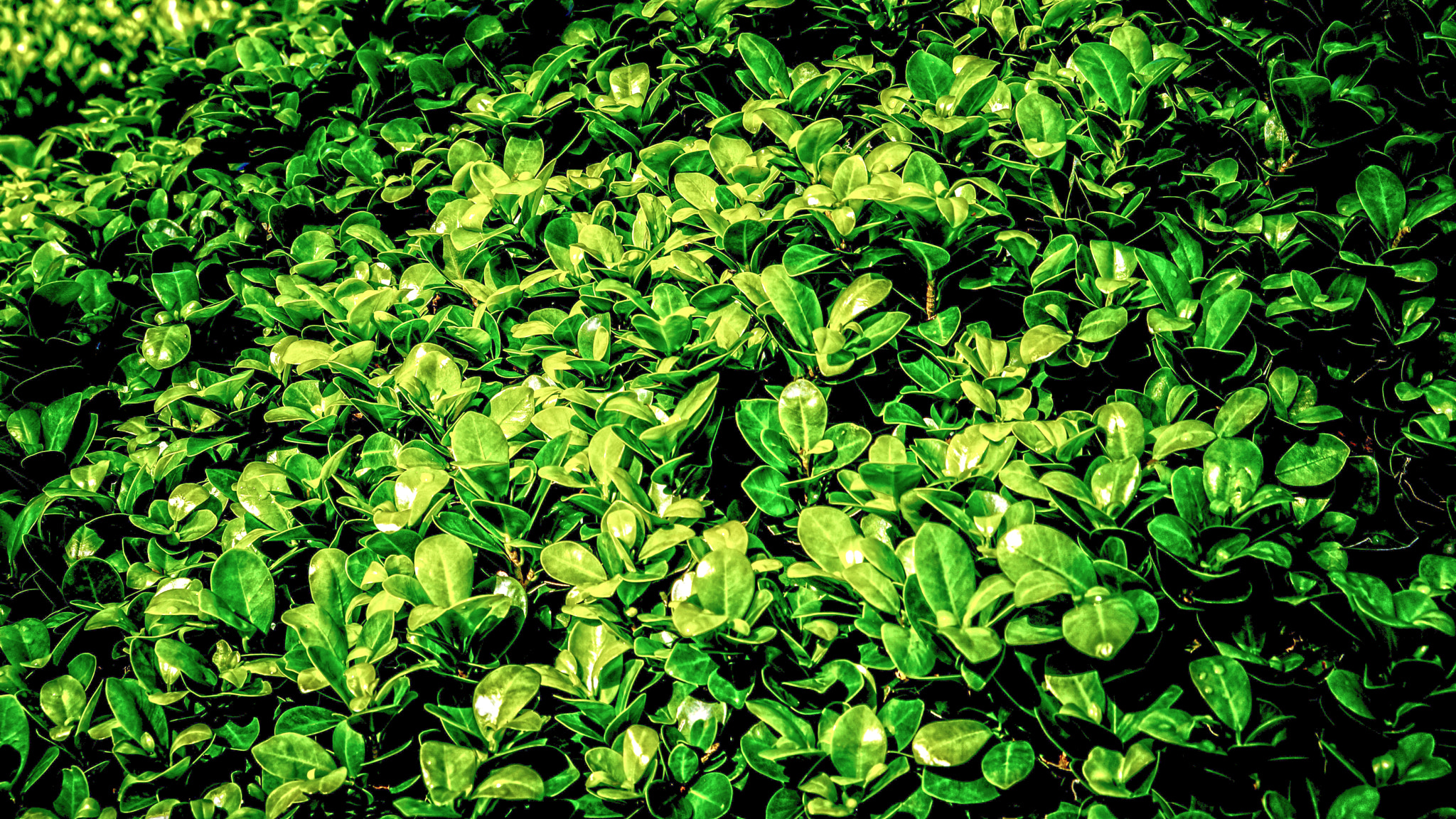 Sony Alpha NEX-7 sample photo. Green leaf photography