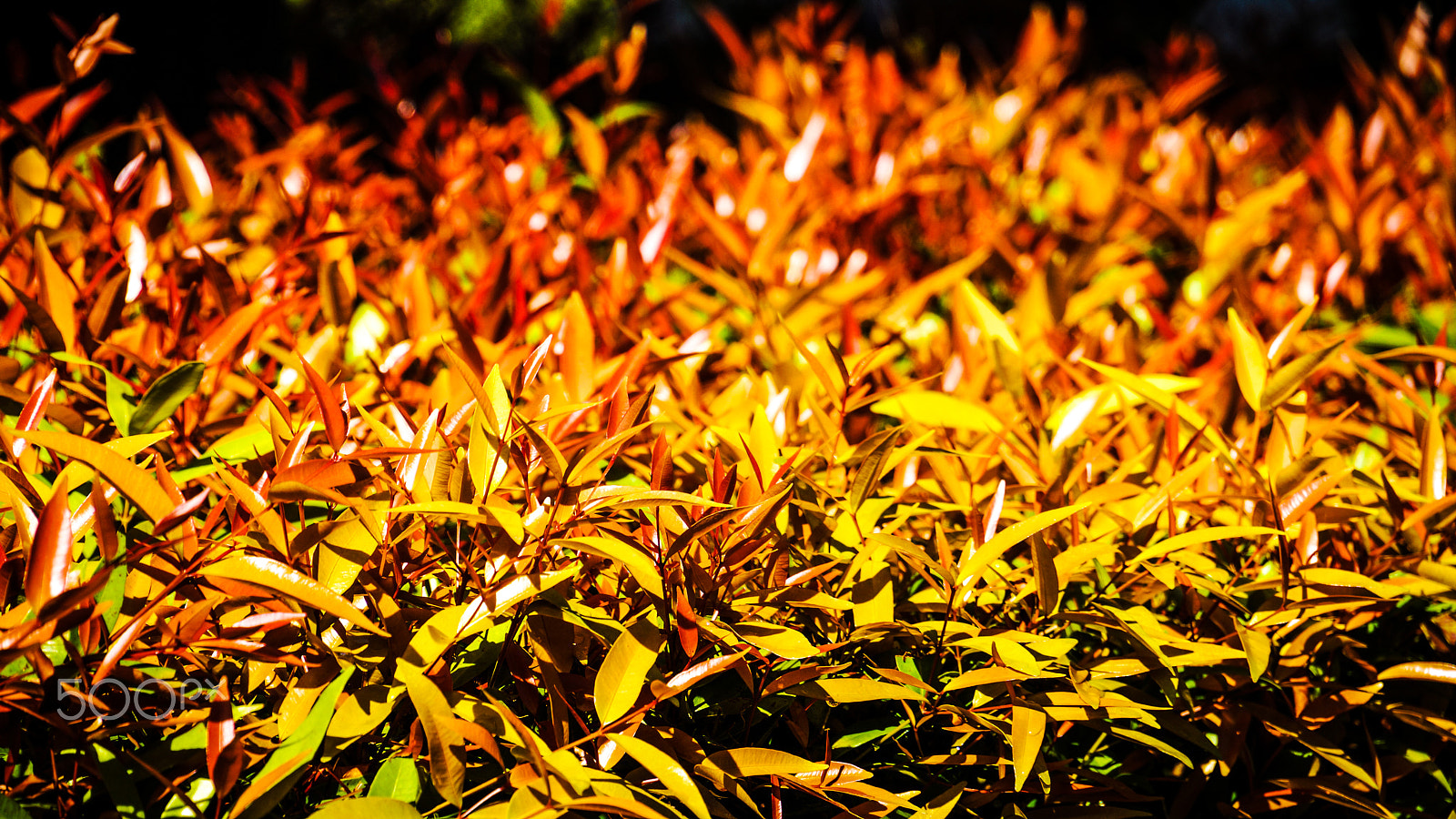 Sony Alpha NEX-7 sample photo. Leaves beautiful light. photography