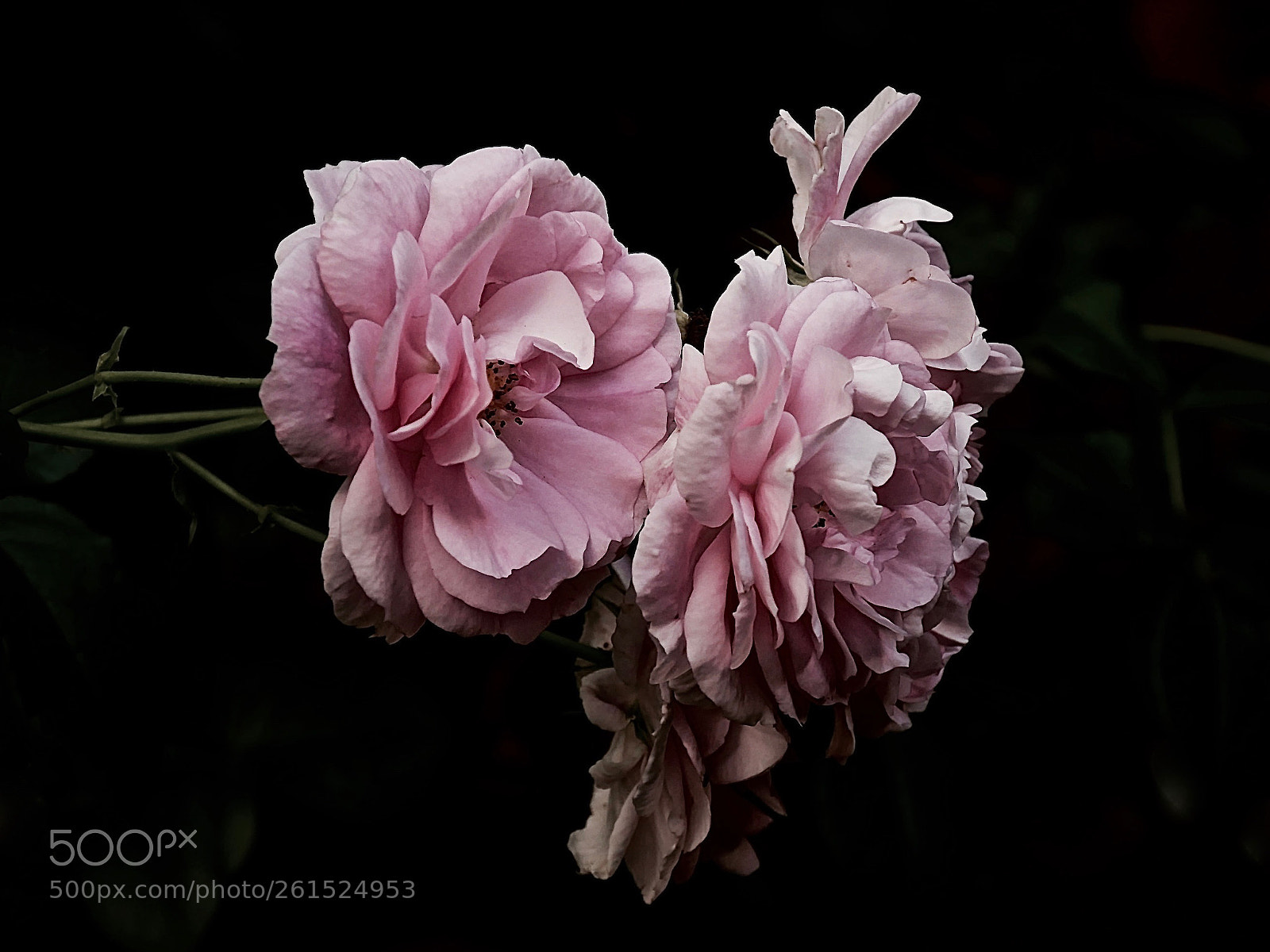 Panasonic Lumix DMC-GX85 (Lumix DMC-GX80 / Lumix DMC-GX7 Mark II) sample photo. Pink story photography