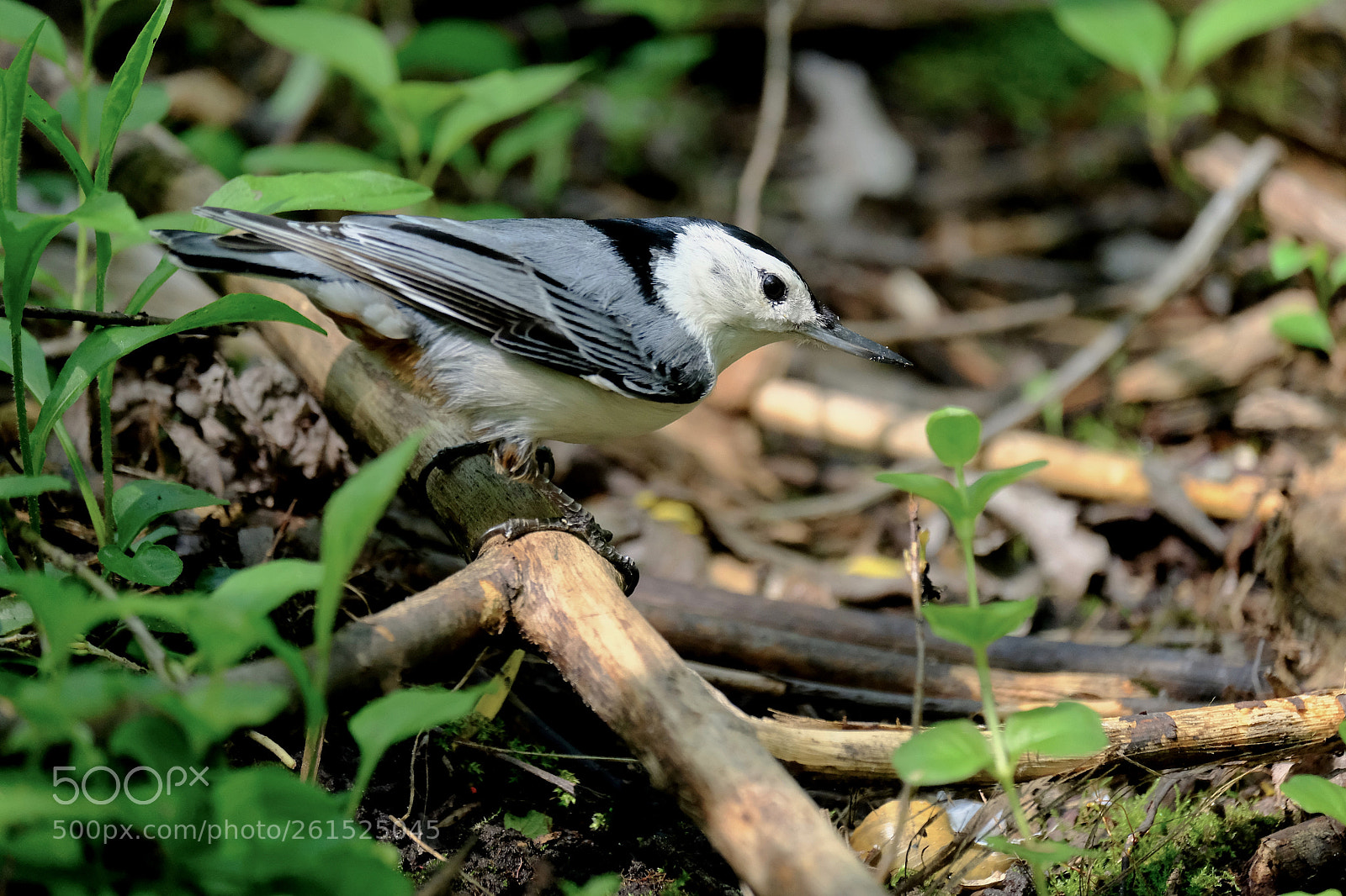 Fujifilm X-T2 sample photo. Nuthatch photography