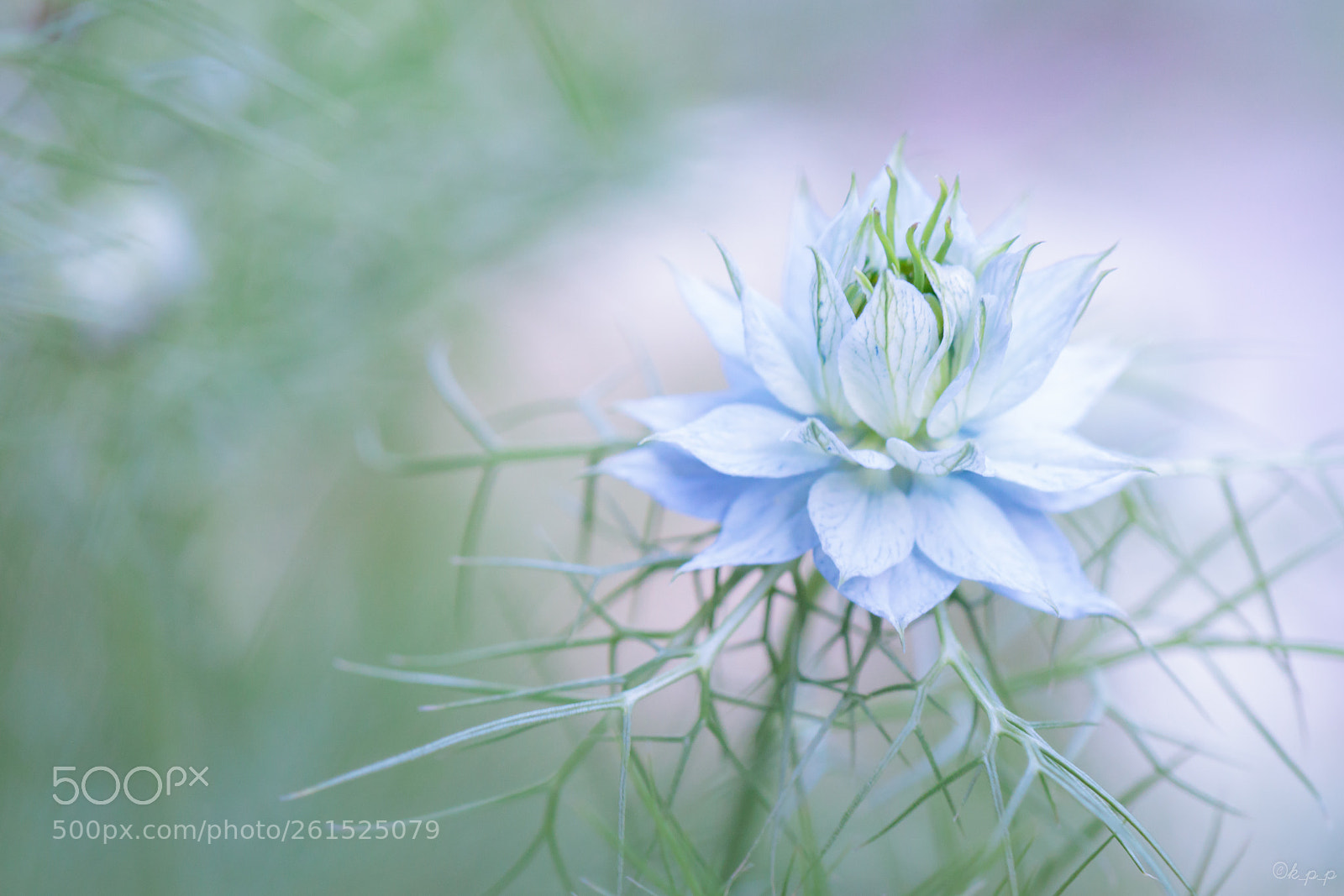 Canon EOS 80D sample photo. Nigella photography