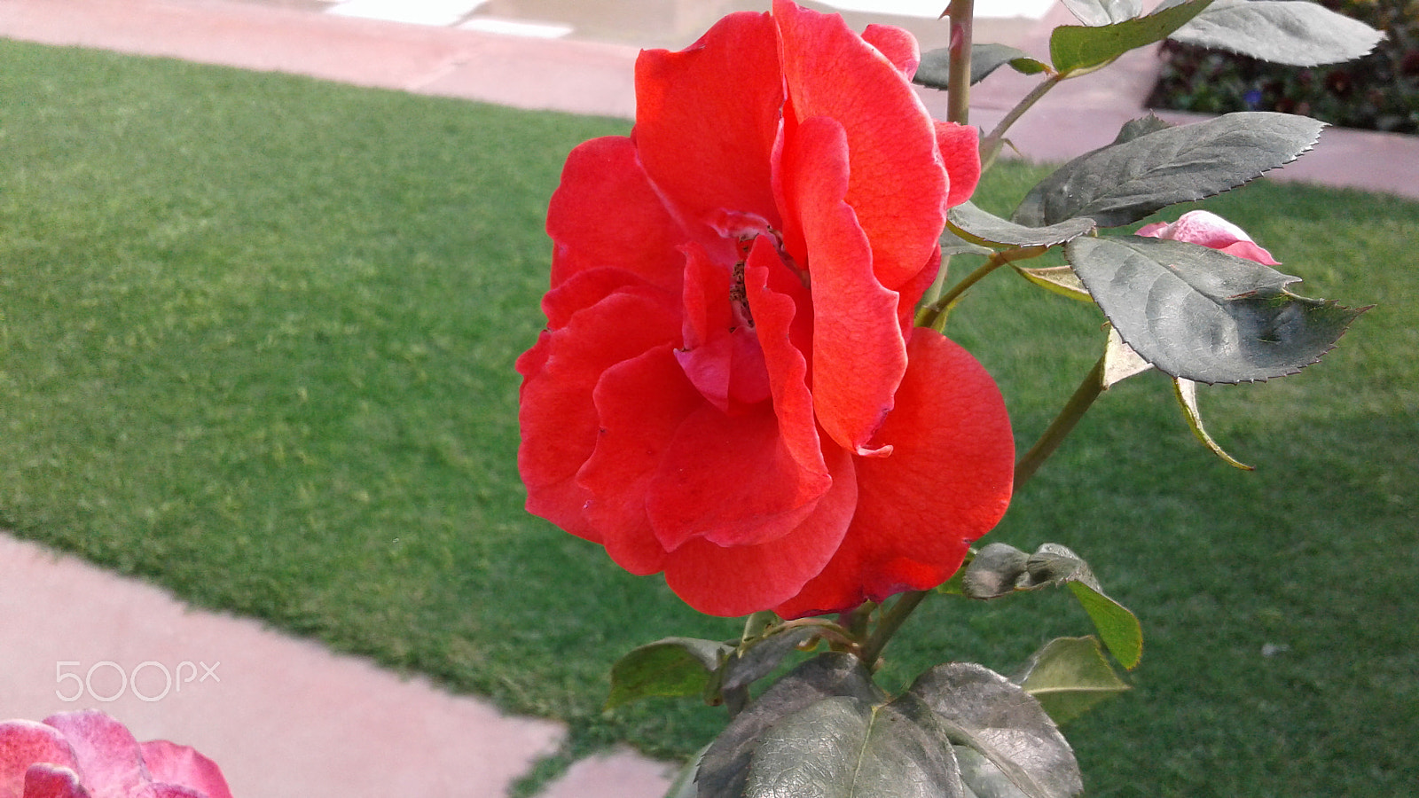 Samsung Galaxy J2 sample photo. Beautifull flower photography