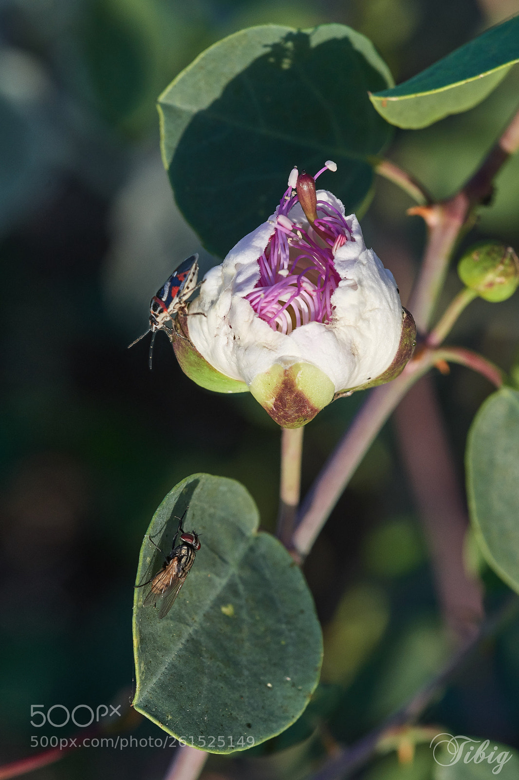 Nikon D500 sample photo. Encounter photography