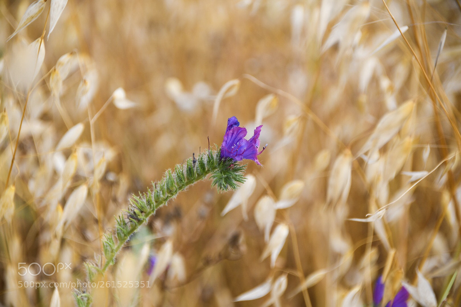 Nikon D500 sample photo. Untitled photography
