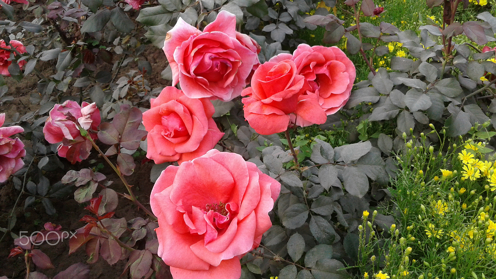 Samsung Galaxy J2 sample photo. Beautifull flower photography