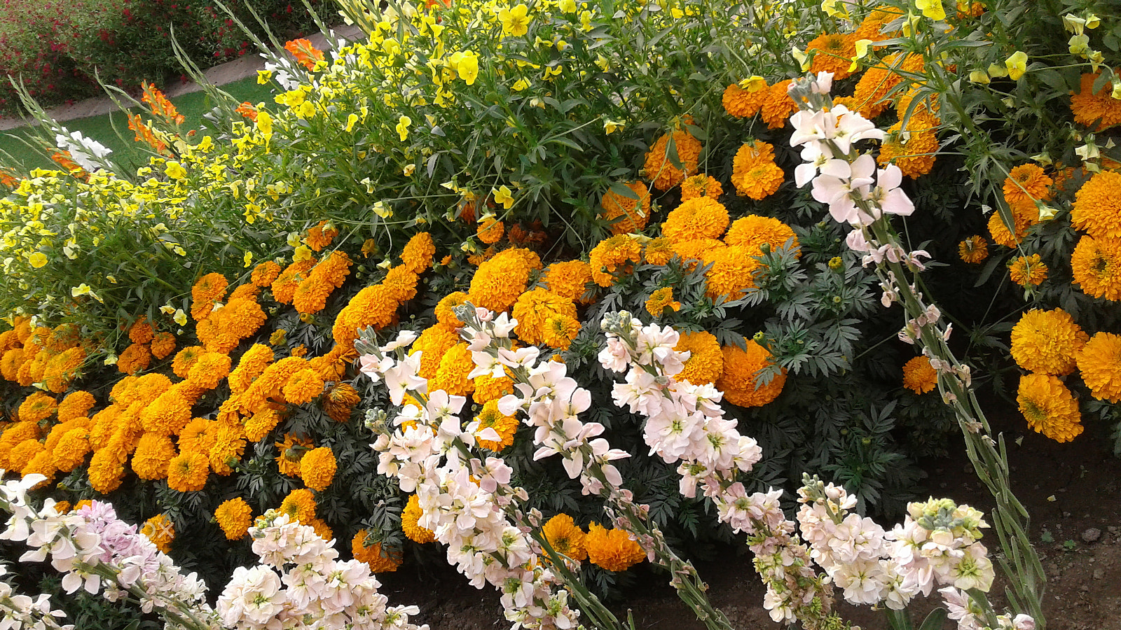 Samsung Galaxy J2 sample photo. Beautifull flower photography