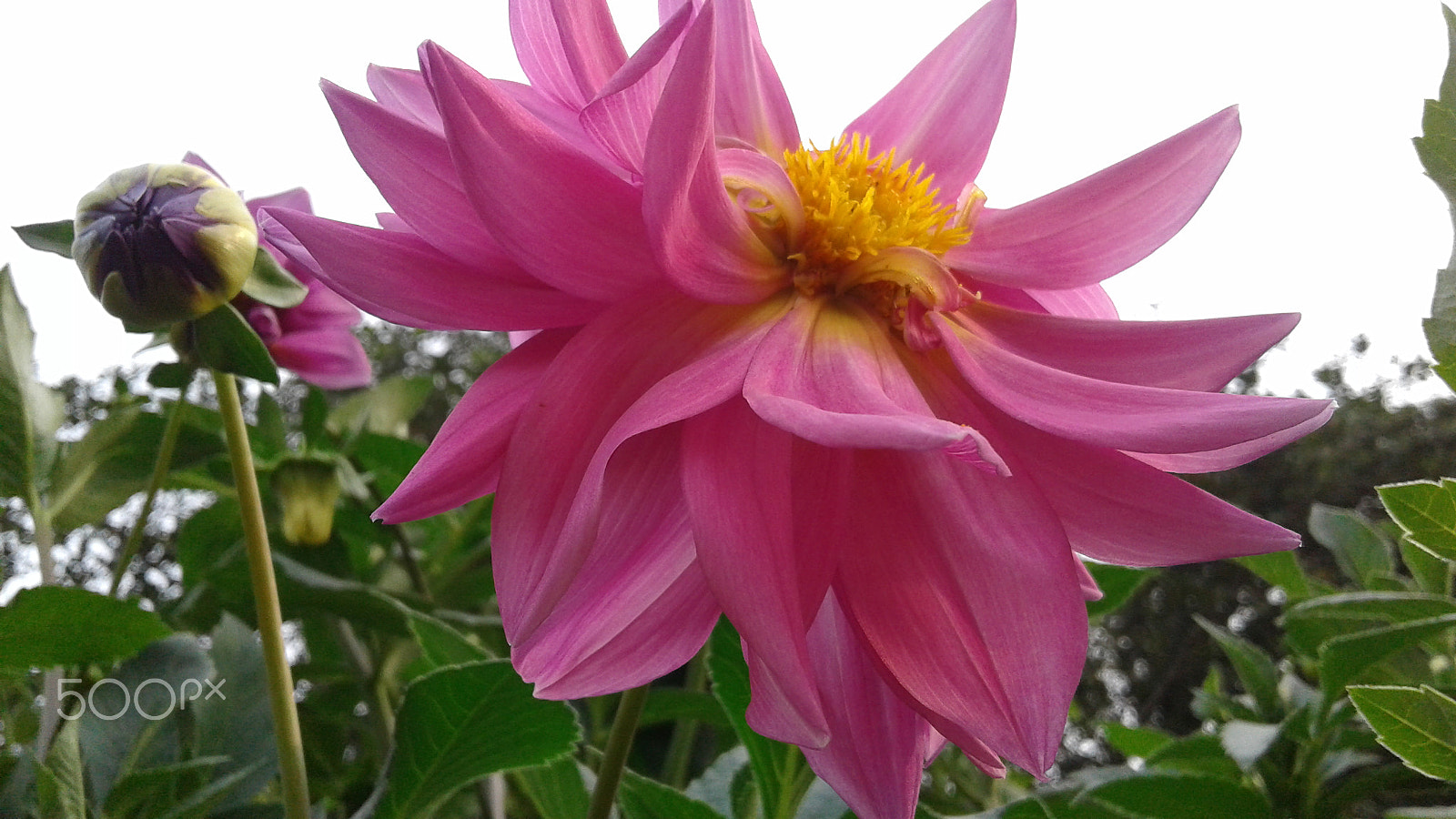 Samsung Galaxy J2 sample photo. Beautifull flower photography