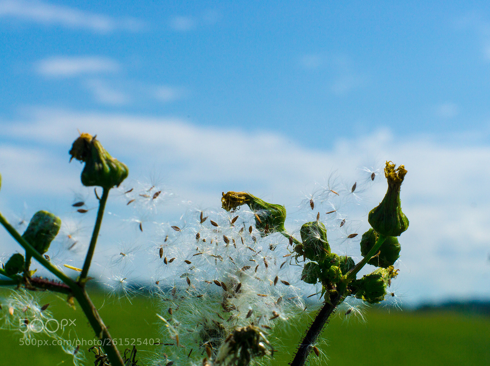 Sony a6000 sample photo. Viele verfahren, die art photography