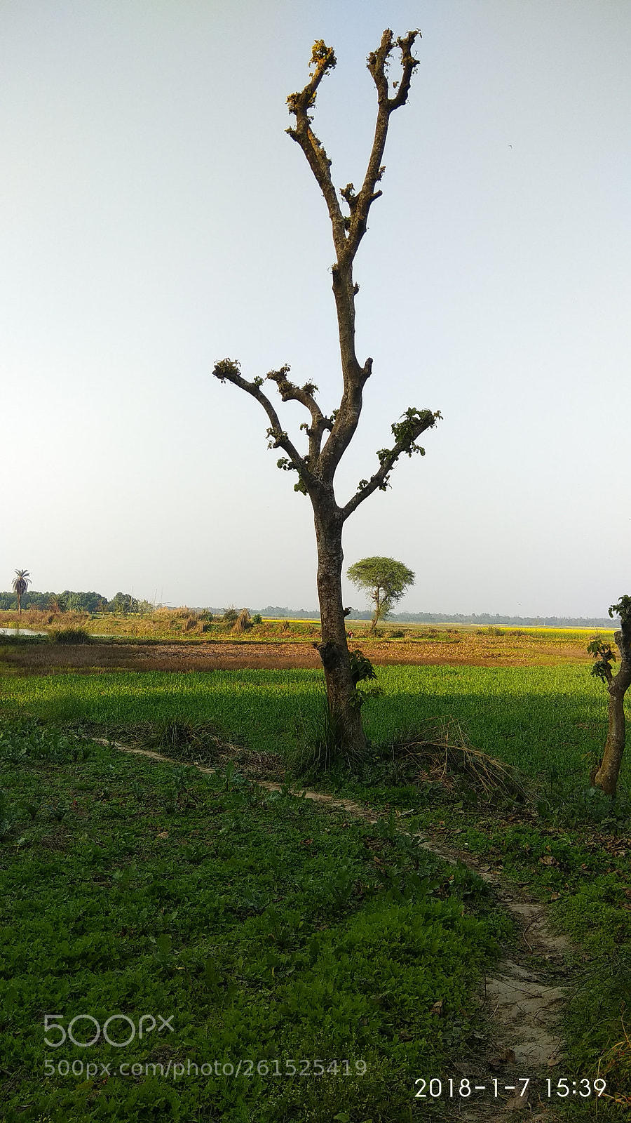 Xiaomi Redmi Note 4 sample photo. Tree & field photography