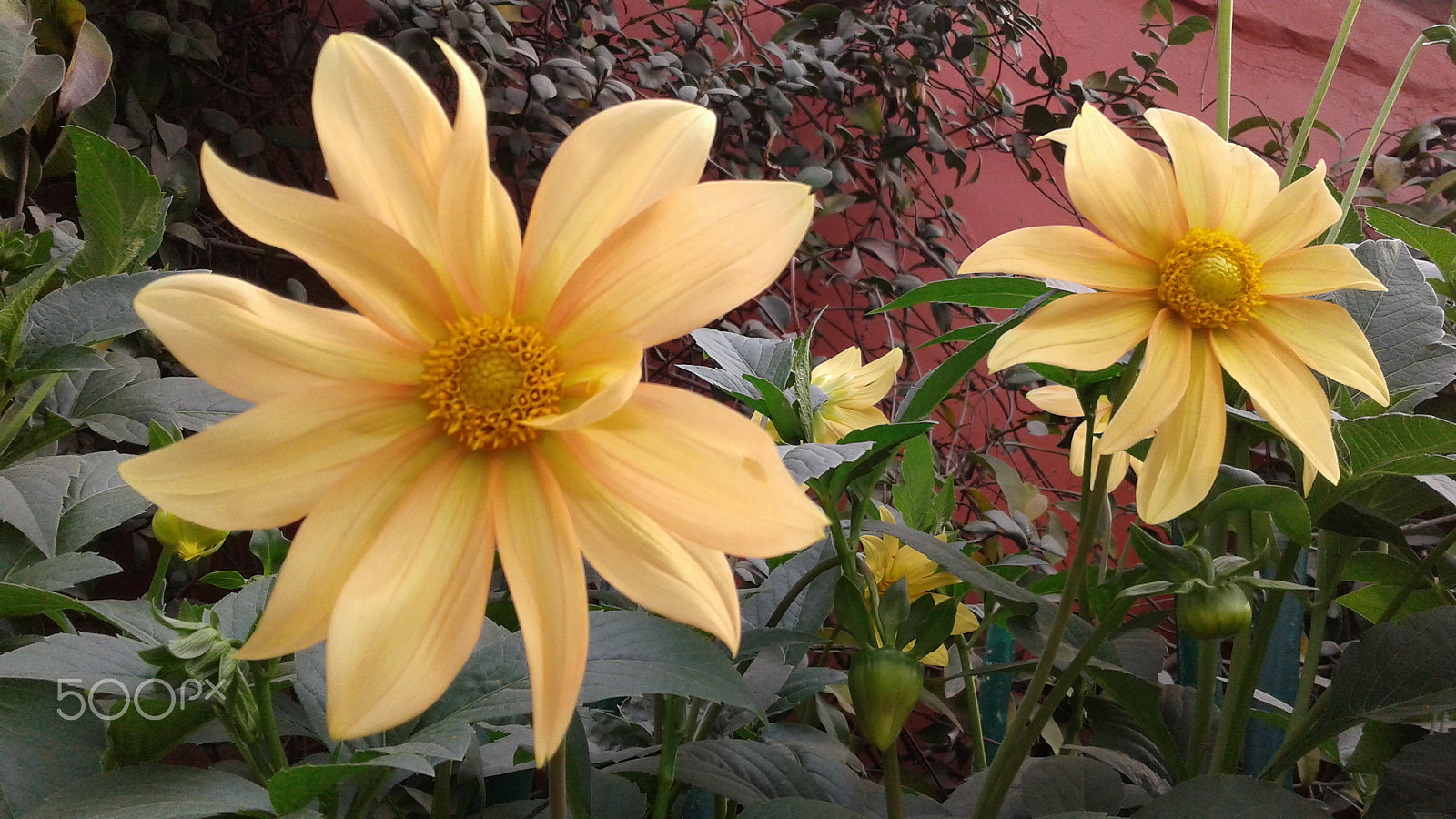 Samsung Galaxy J2 sample photo. Beautifull flower photography