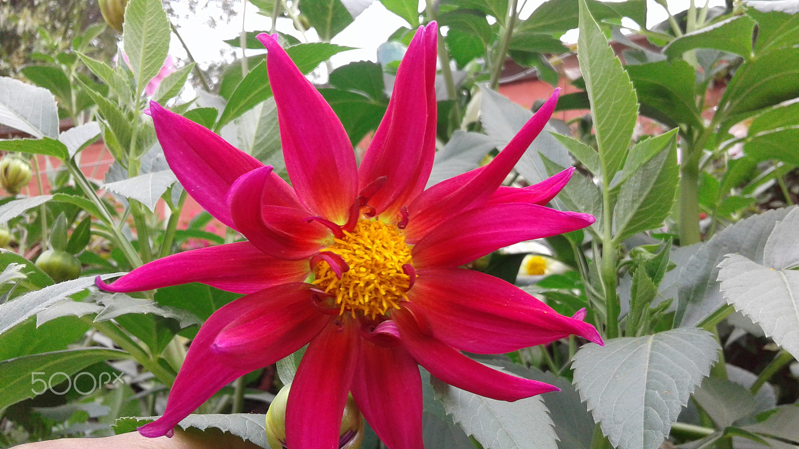 Samsung Galaxy J2 sample photo. Beautifull flower photography