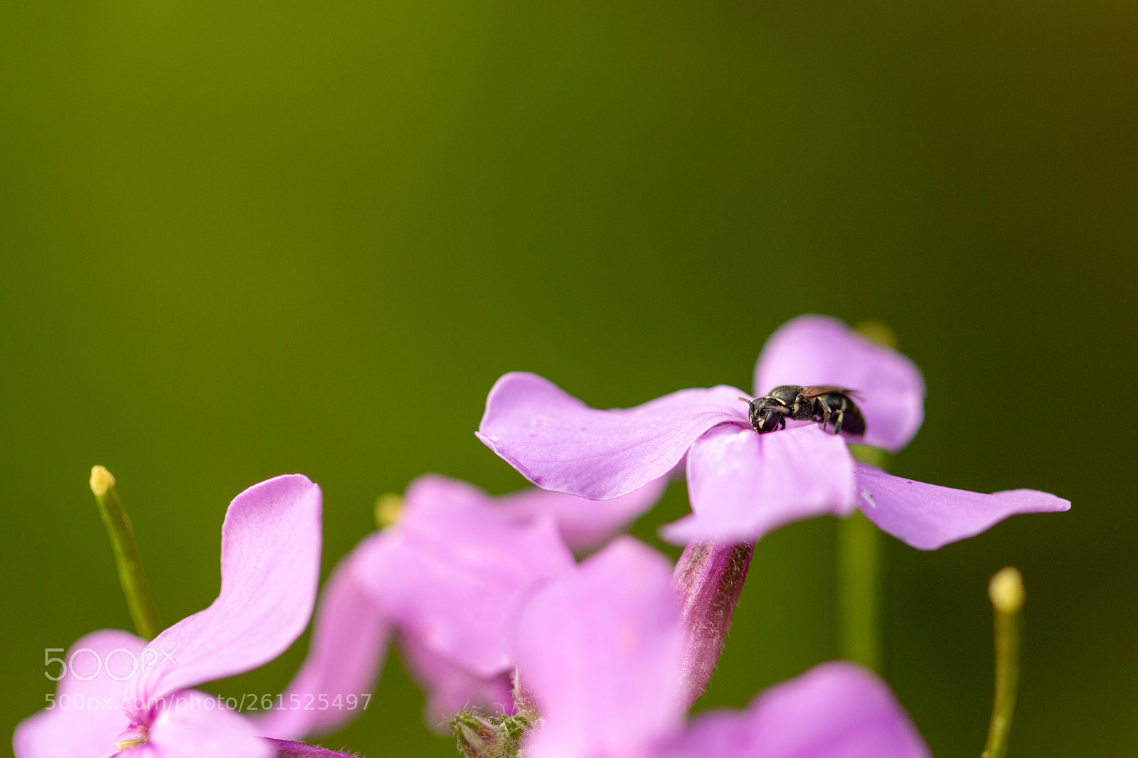 Canon EOS 70D sample photo. Tiny bee photography