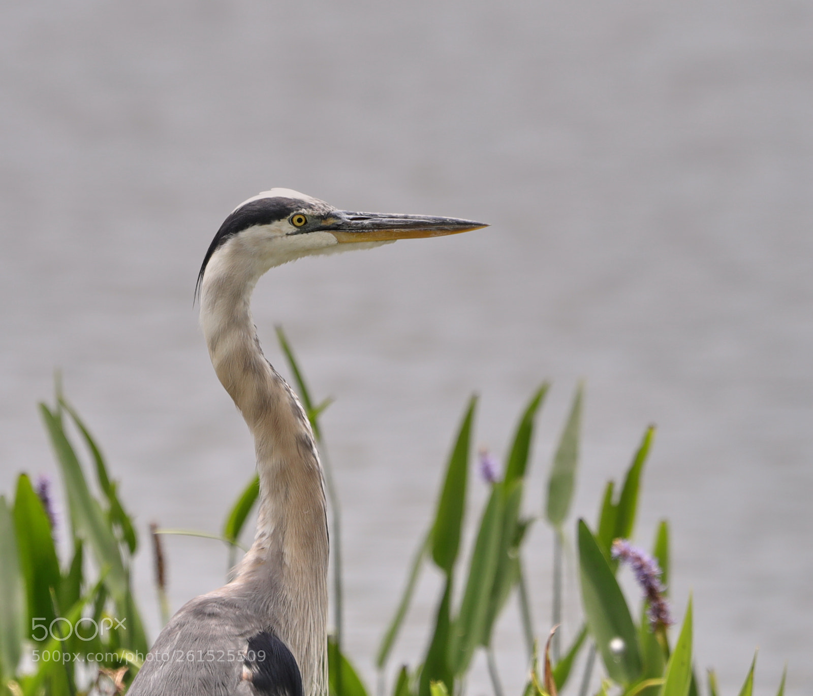 Canon EOS-1D X Mark II sample photo. 06-09-18-0021879.jpg photography