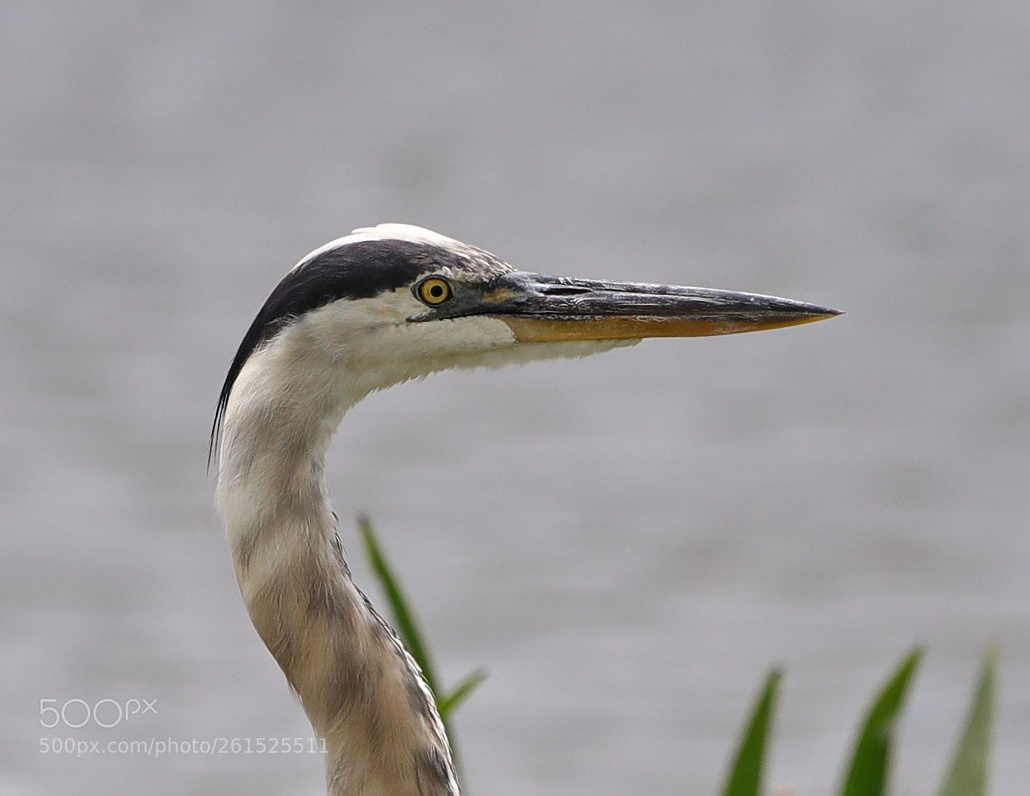 Canon EOS-1D X Mark II sample photo. 06-09-18-0021878.jpg photography