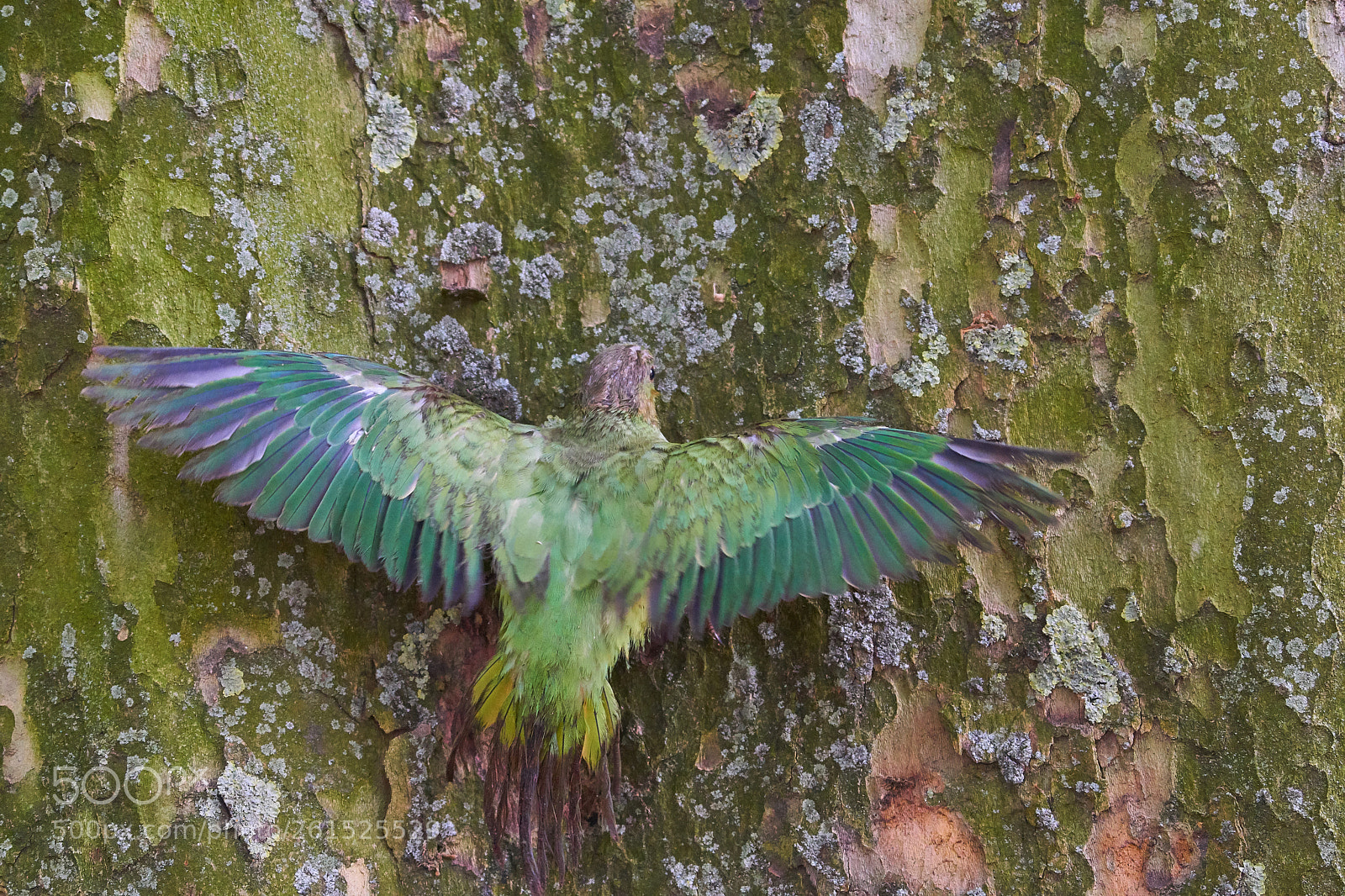 Sony a6000 sample photo. The little bird photography
