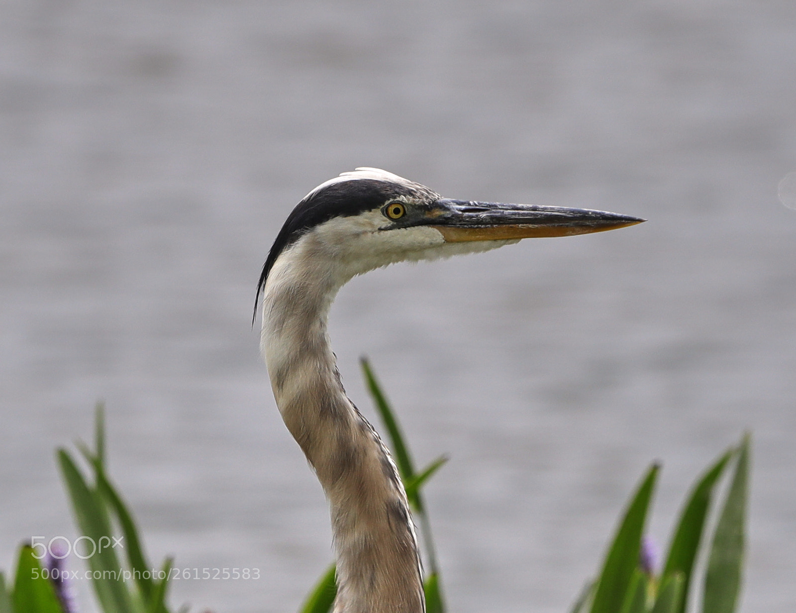 Canon EOS-1D X Mark II sample photo. 06-09-18-0021876.jpg photography