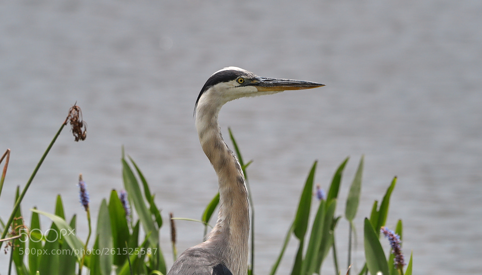 Canon EOS-1D X Mark II sample photo. 06-09-18-0021877.jpg photography