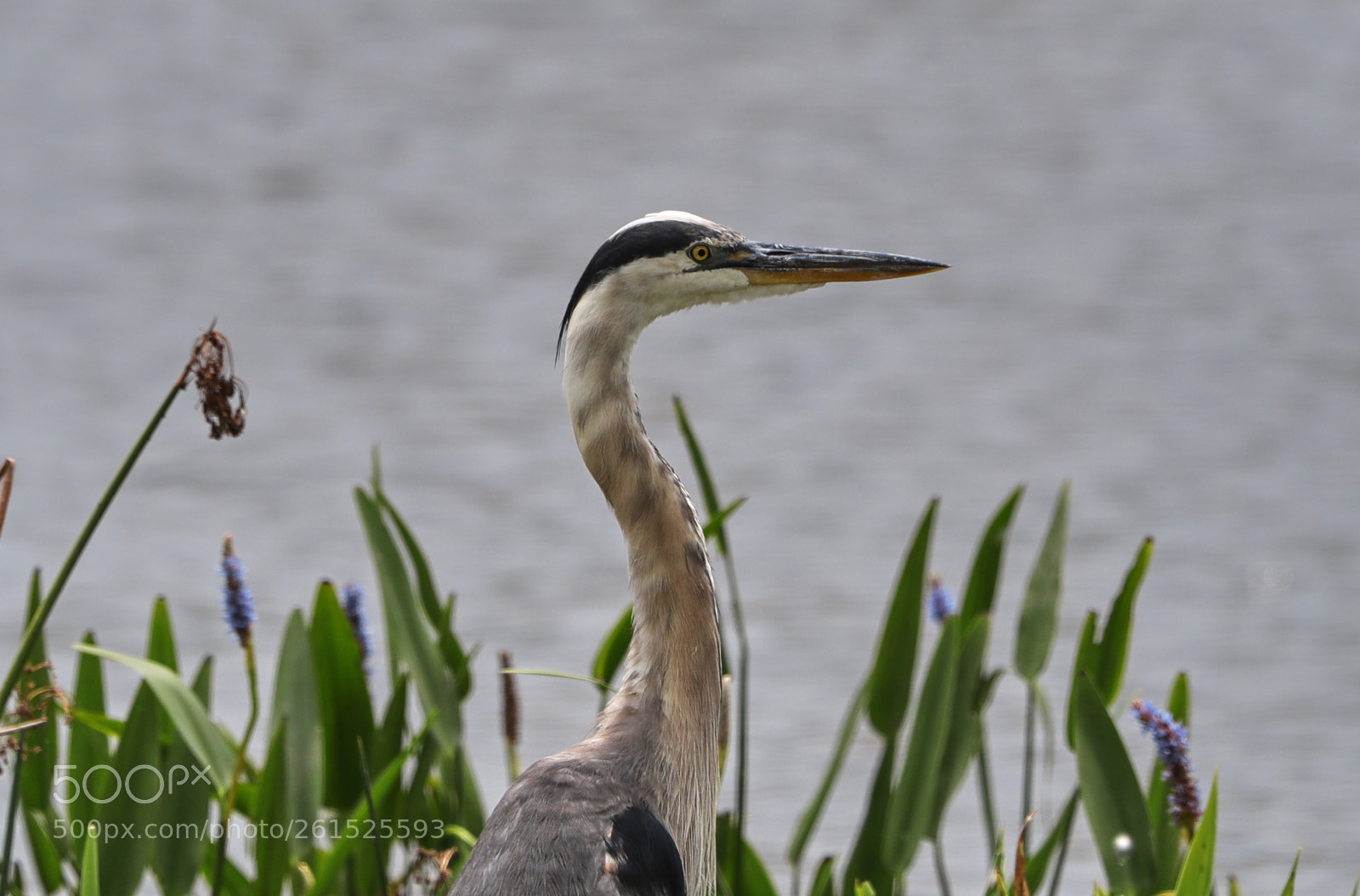 Canon EOS-1D X Mark II sample photo. 06-09-18-0021873.jpg photography