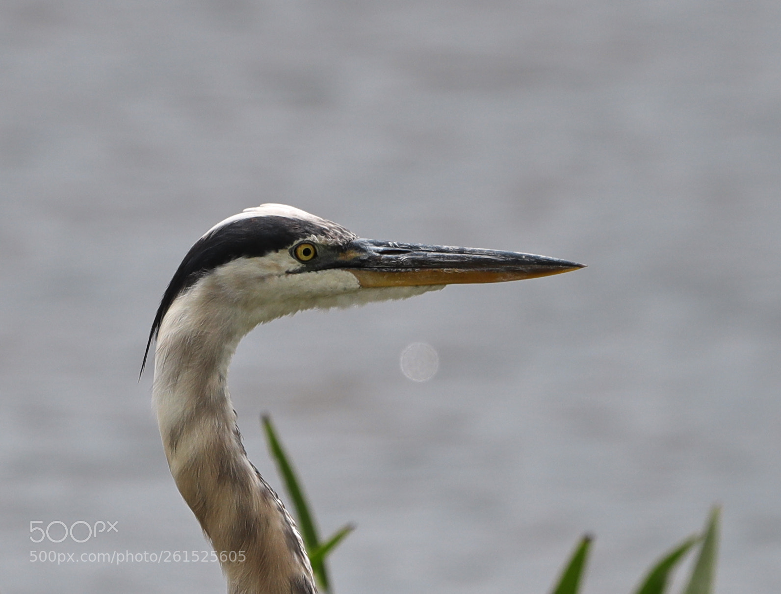 Canon EOS-1D X Mark II sample photo. 06-09-18-0021874.jpg photography