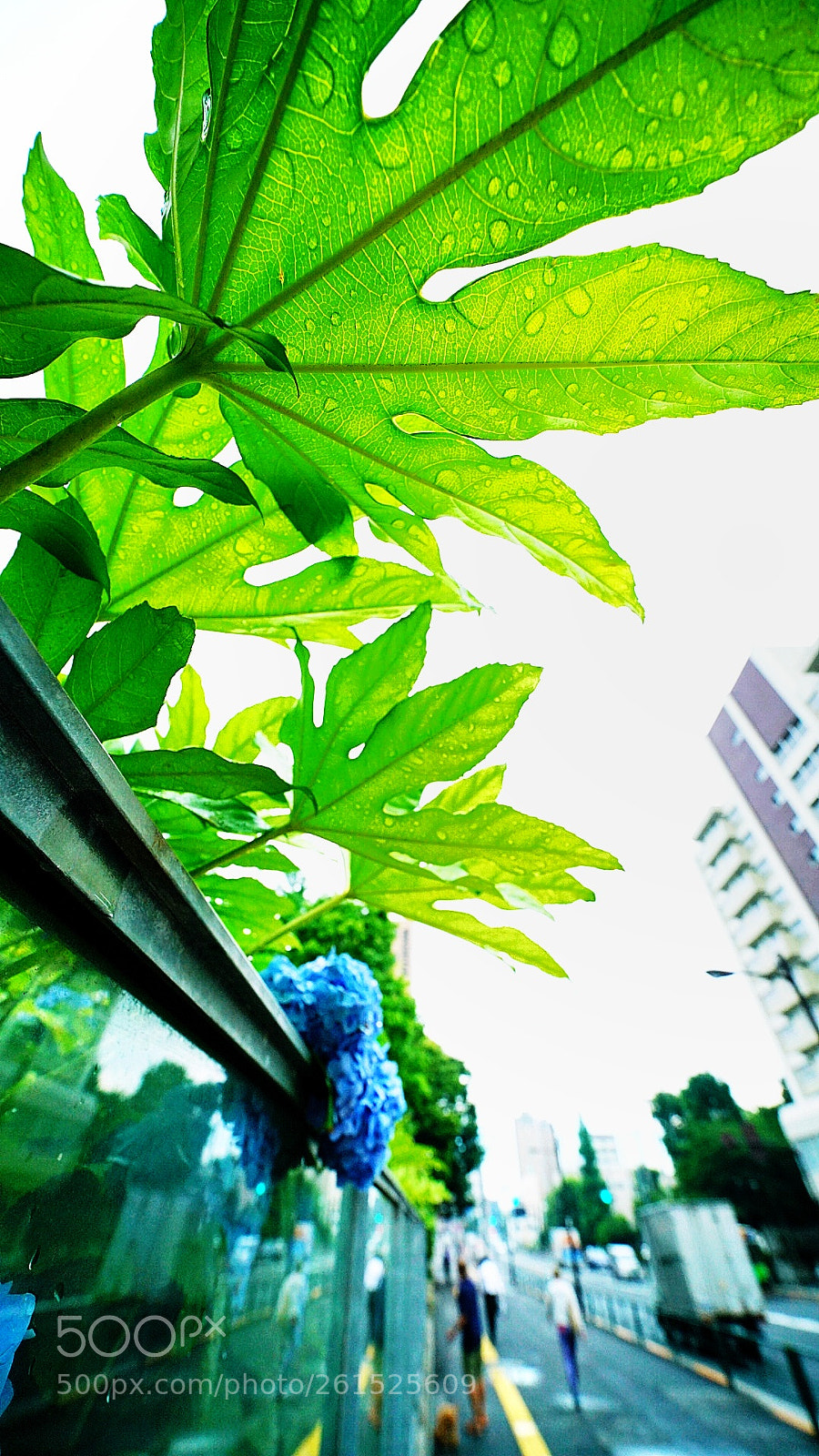 Sony a7R II sample photo. 雨上がり photography