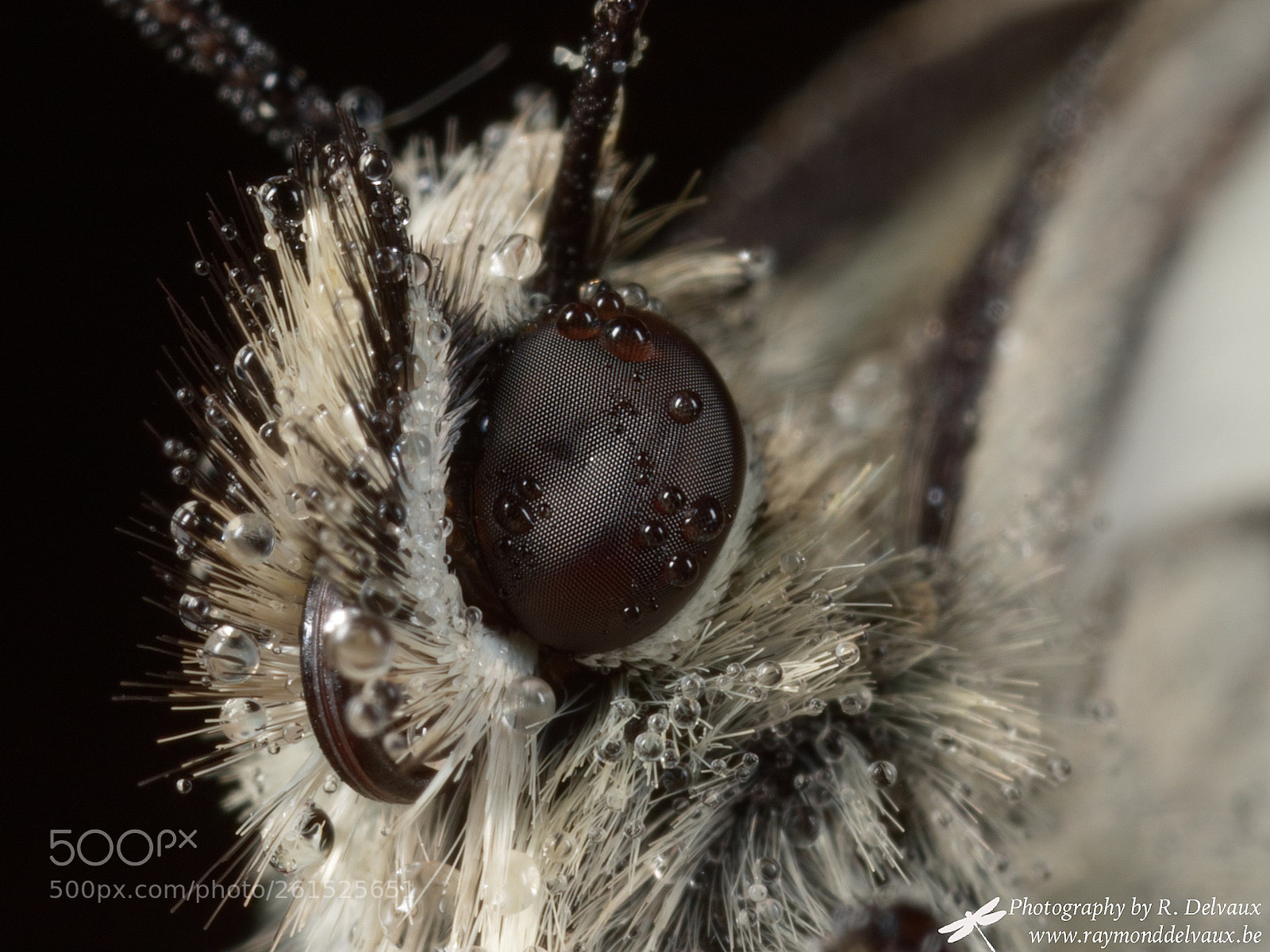 Canon EOS 7D Mark II sample photo. Melanargia galatea (portrait) photography