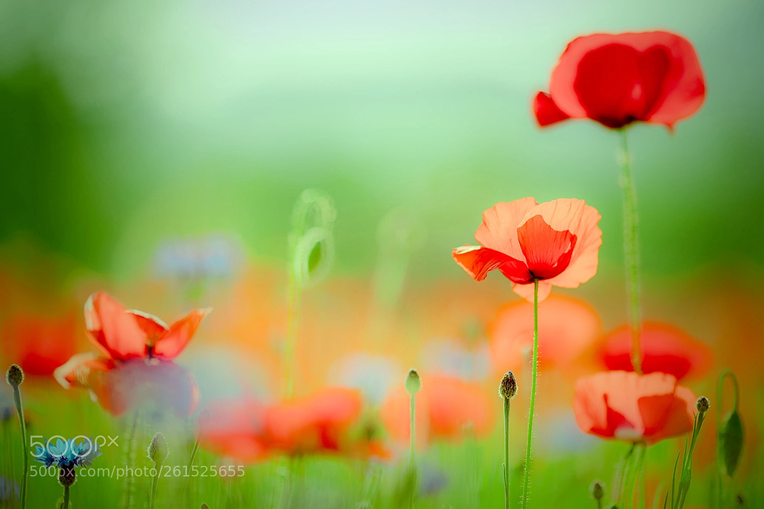 Canon EOS 5D Mark IV sample photo. Flower poppy  .. photography