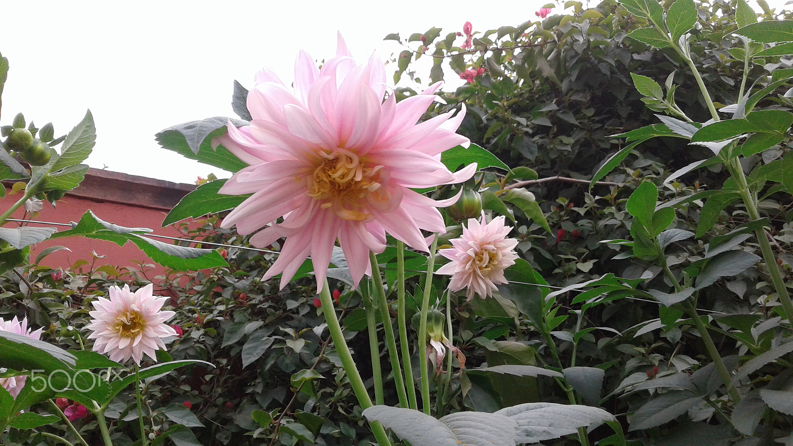 Samsung Galaxy J2 sample photo. Beautifull flower photography