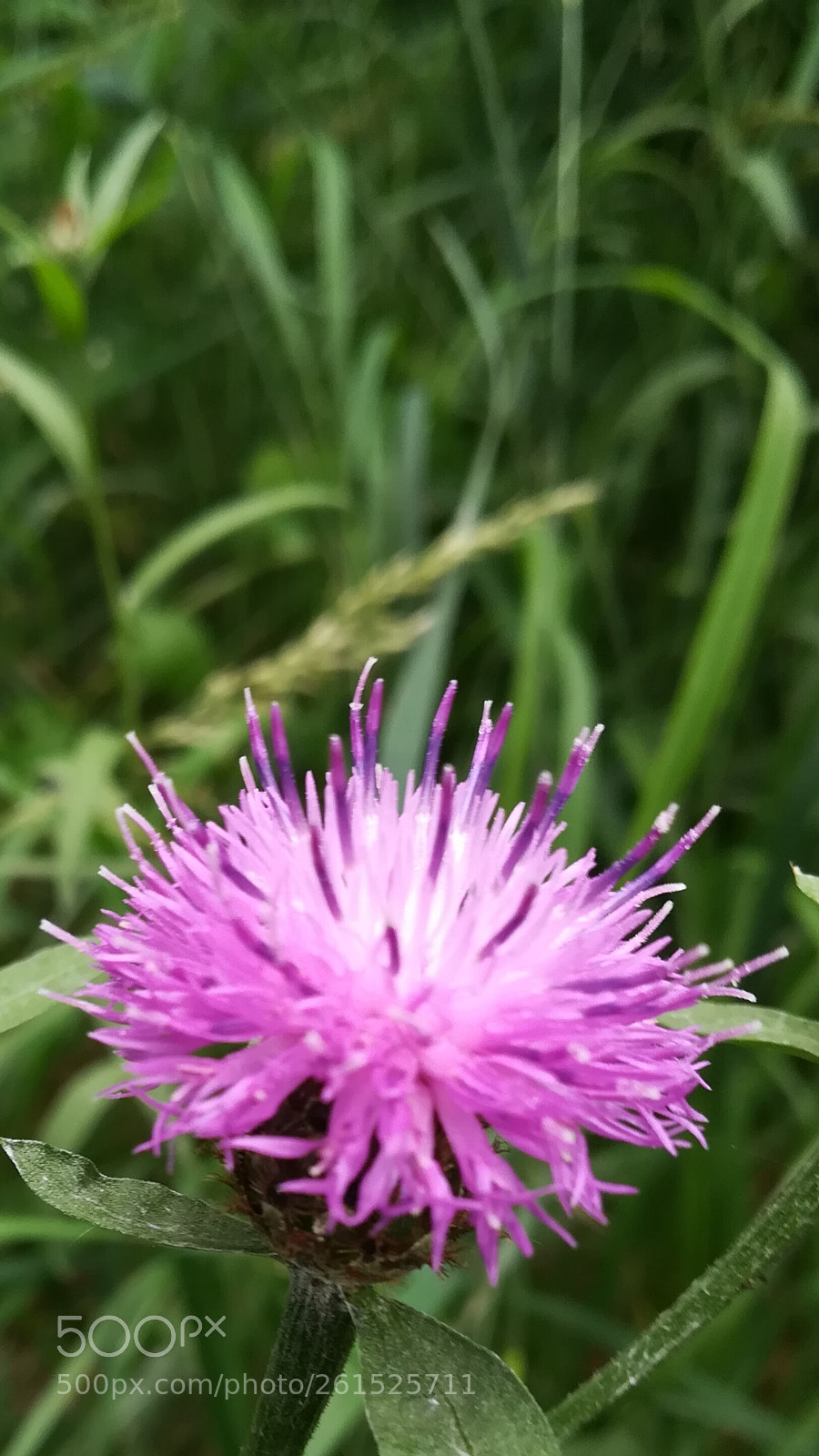 HUAWEI P10 lite sample photo. Untitled photography