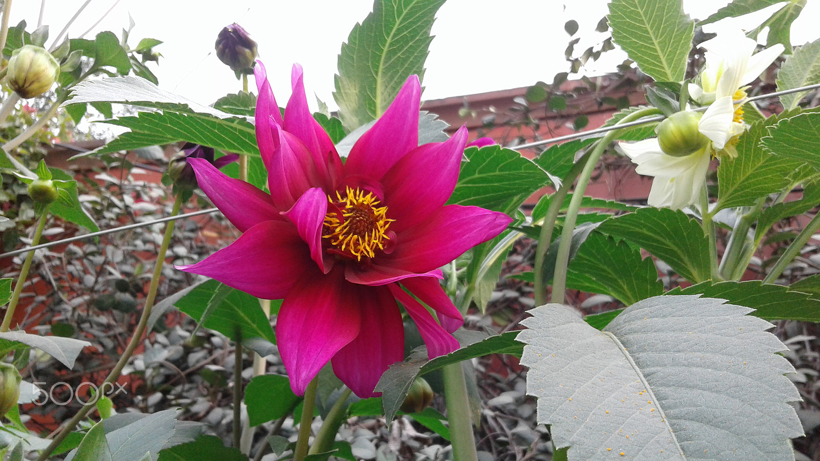 Samsung Galaxy J2 sample photo. Beautifull flower photography