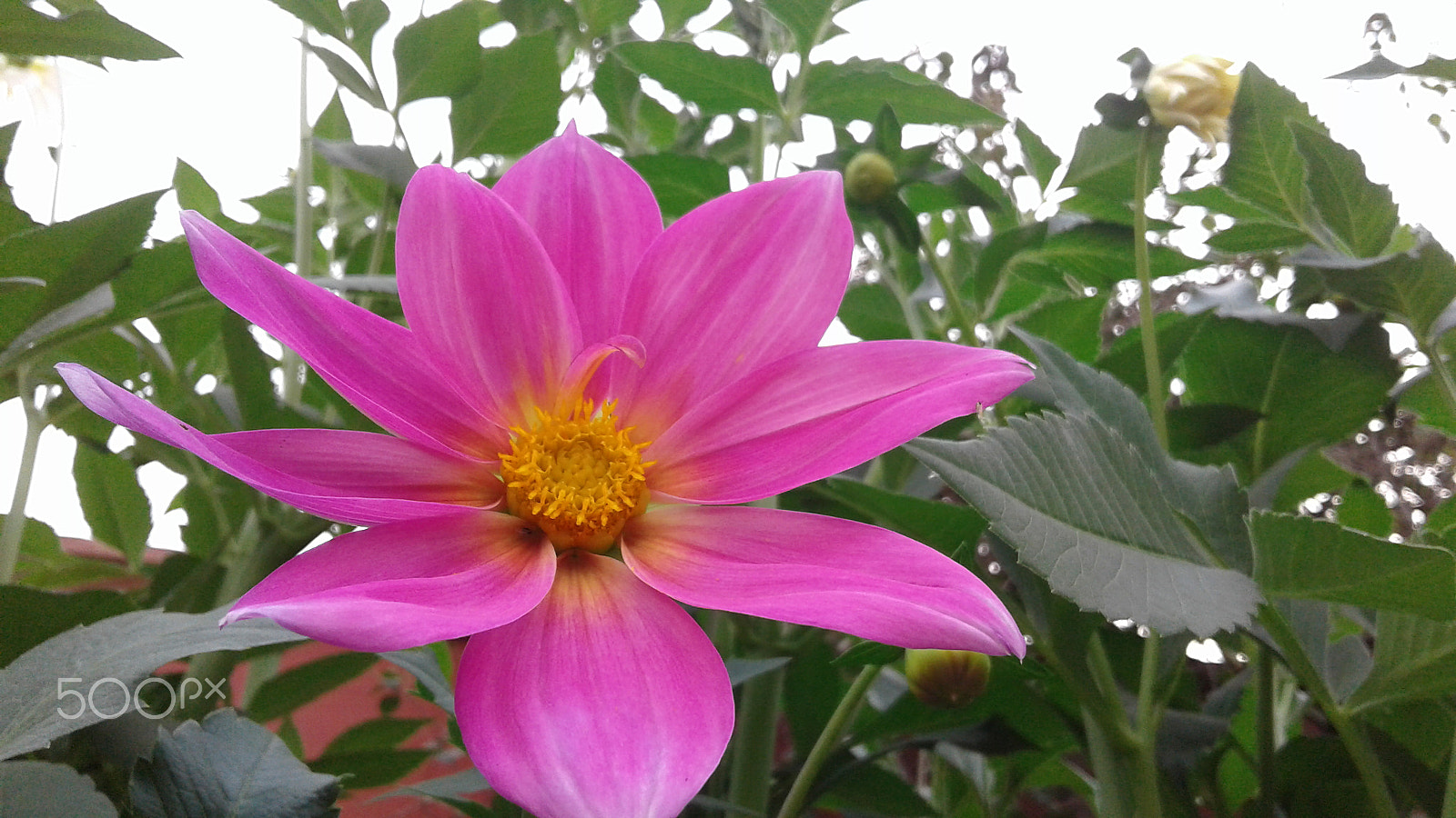 Samsung Galaxy J2 sample photo. Beautifull flower photography