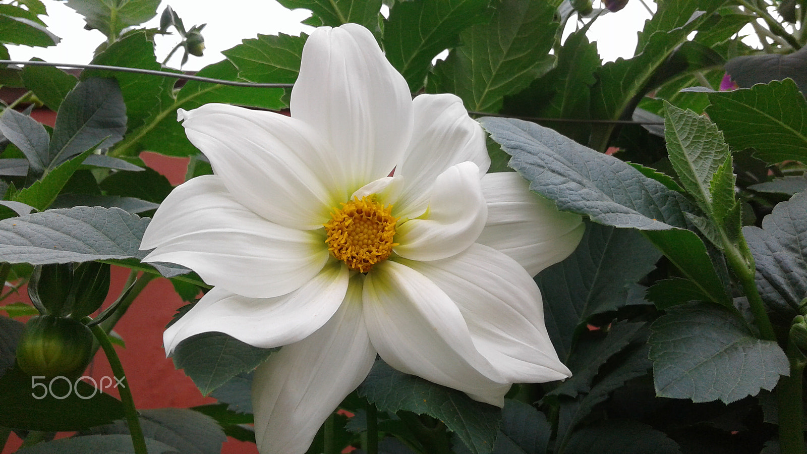 Samsung Galaxy J2 sample photo. Beautifull flower photography