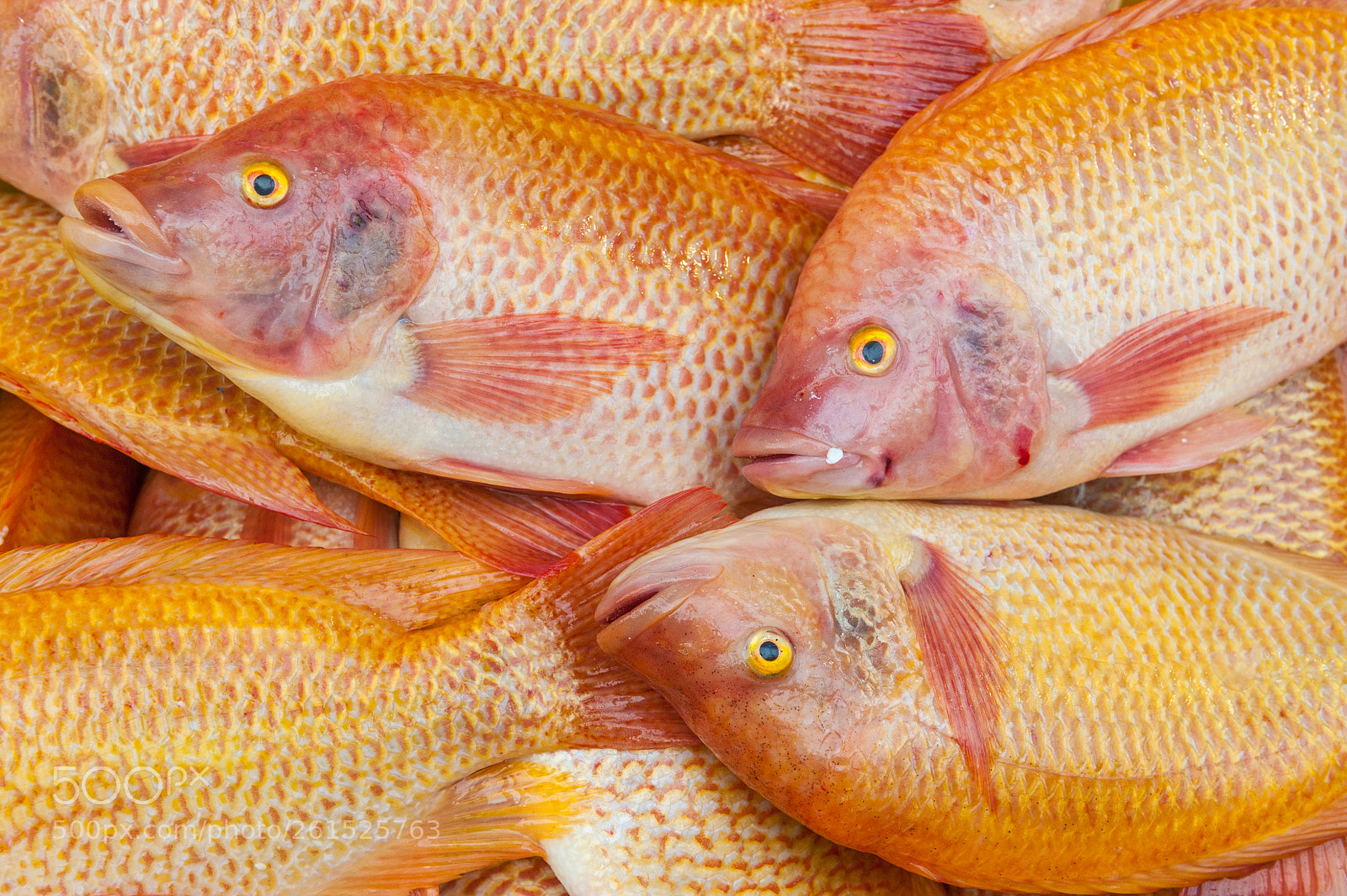 Nikon D700 sample photo. Seafood sold at the photography