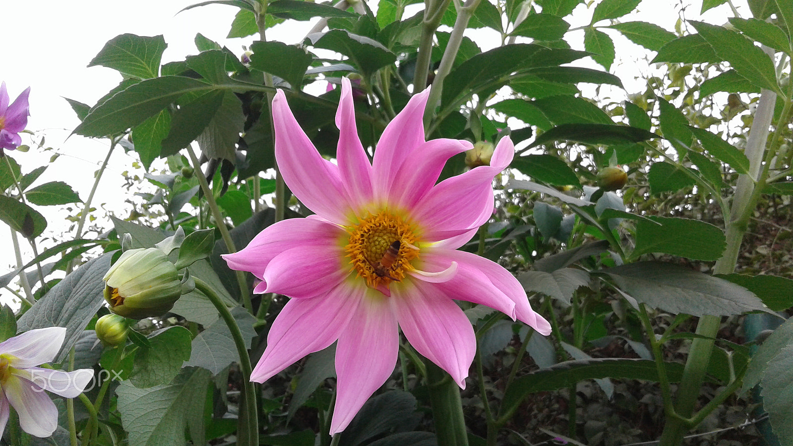 Samsung Galaxy J2 sample photo. Beautifull flower photography