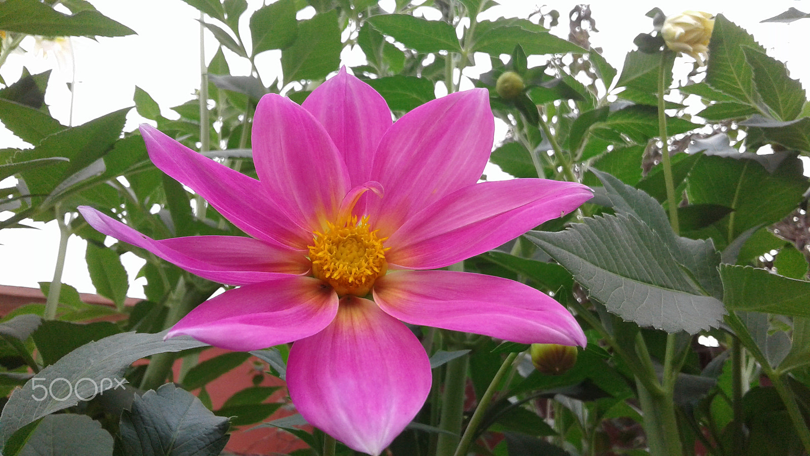 Samsung Galaxy J2 sample photo. Beautifull flower photography