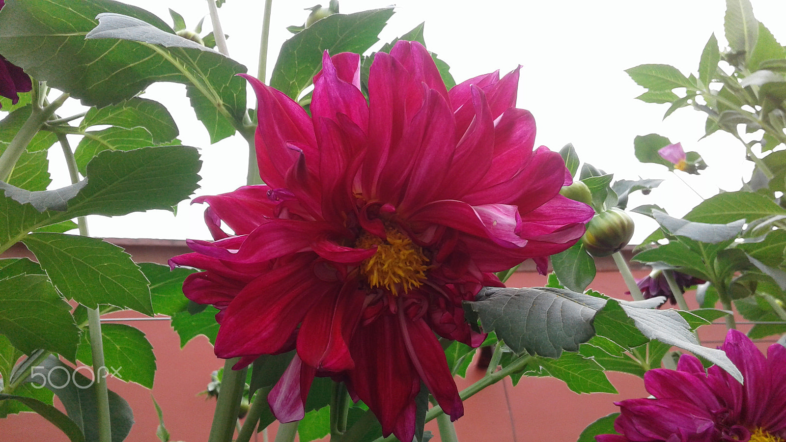 Samsung Galaxy J2 sample photo. Beautifull flower photography