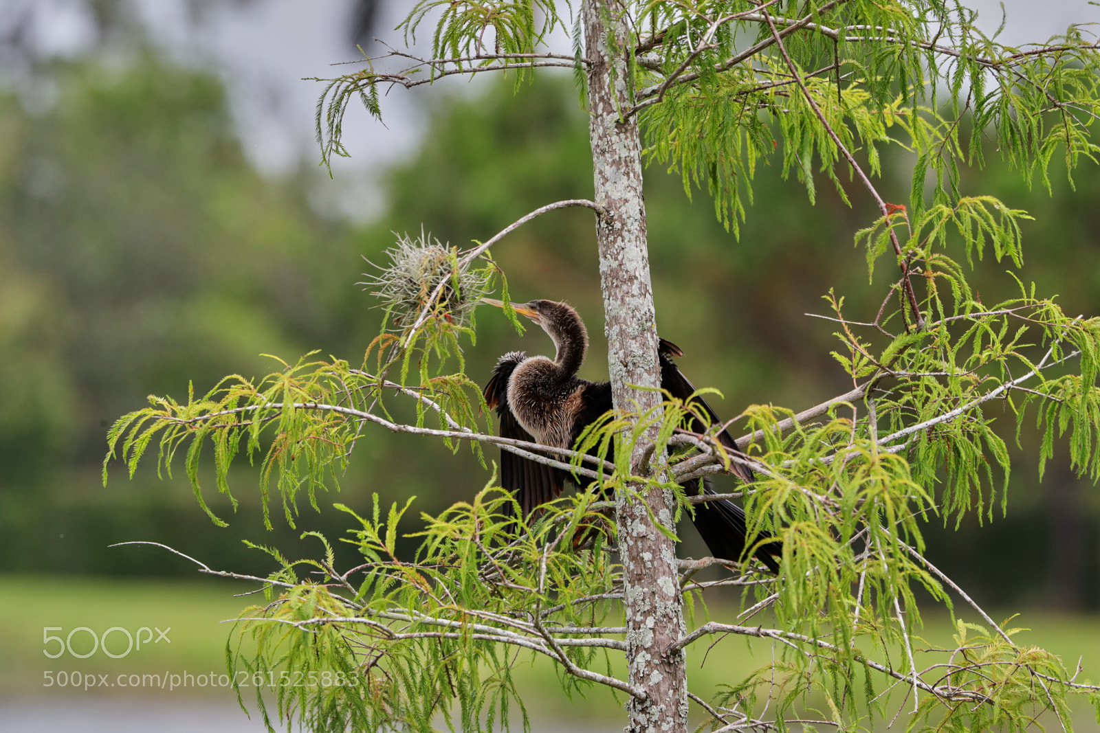 Canon EOS-1D X Mark II sample photo. 06-09-18-0021864.jpg photography