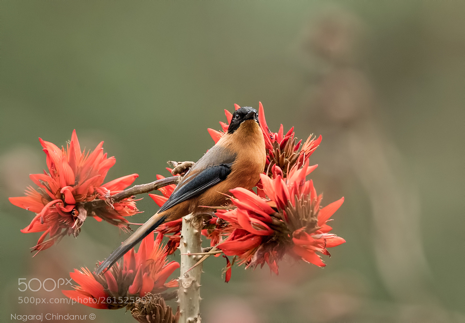 Nikon D5 sample photo. Rufous sibia photography