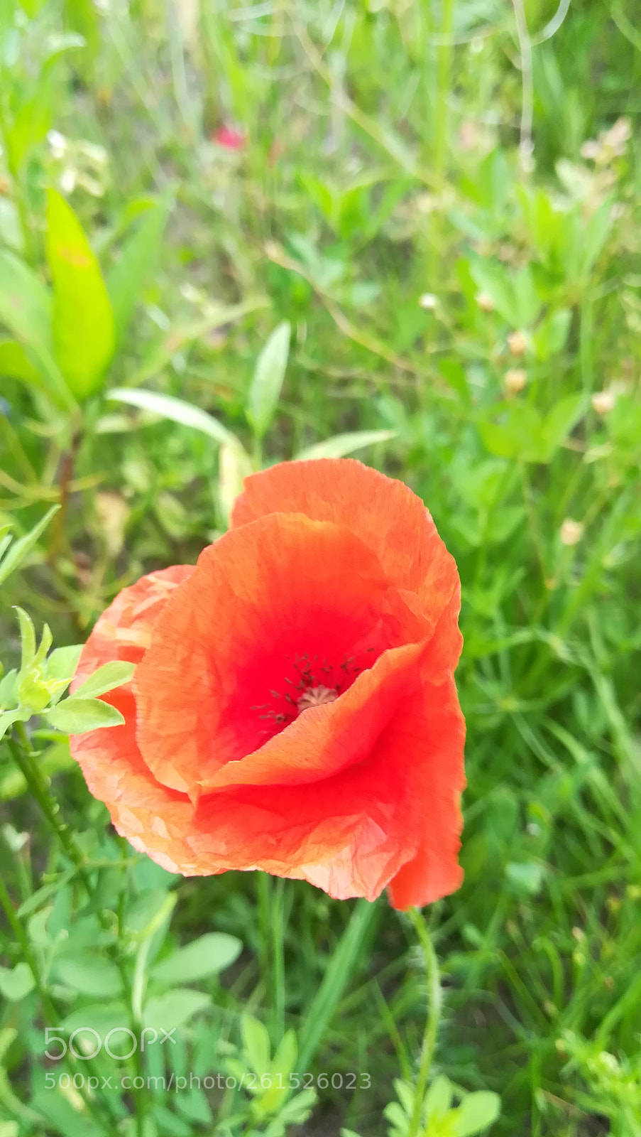 HUAWEI P10 lite sample photo. Untitled photography