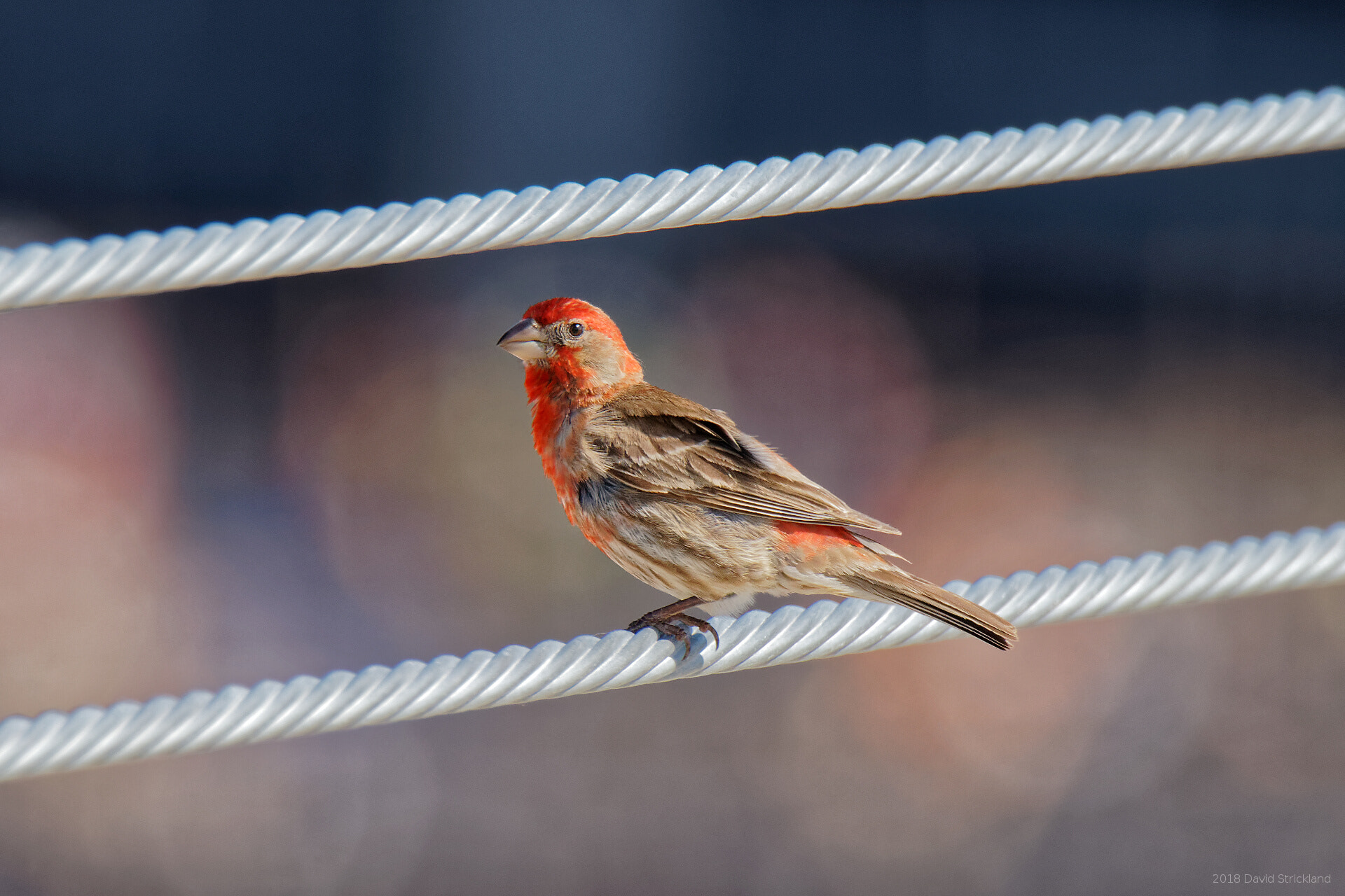 Canon EOS 800D (EOS Rebel T7i / EOS Kiss X9i) + Canon EF 100-400mm F4.5-5.6L IS II USM sample photo. House finch (male) photography