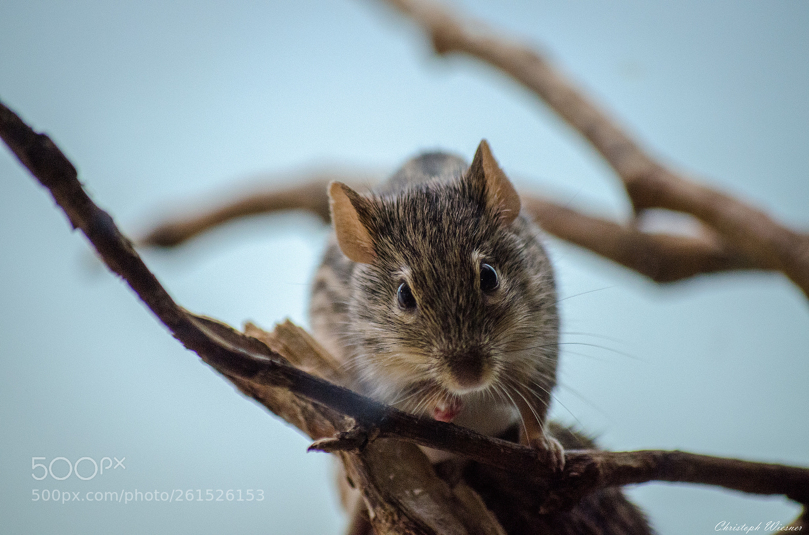 Nikon D5100 sample photo. Sweet little guy photography
