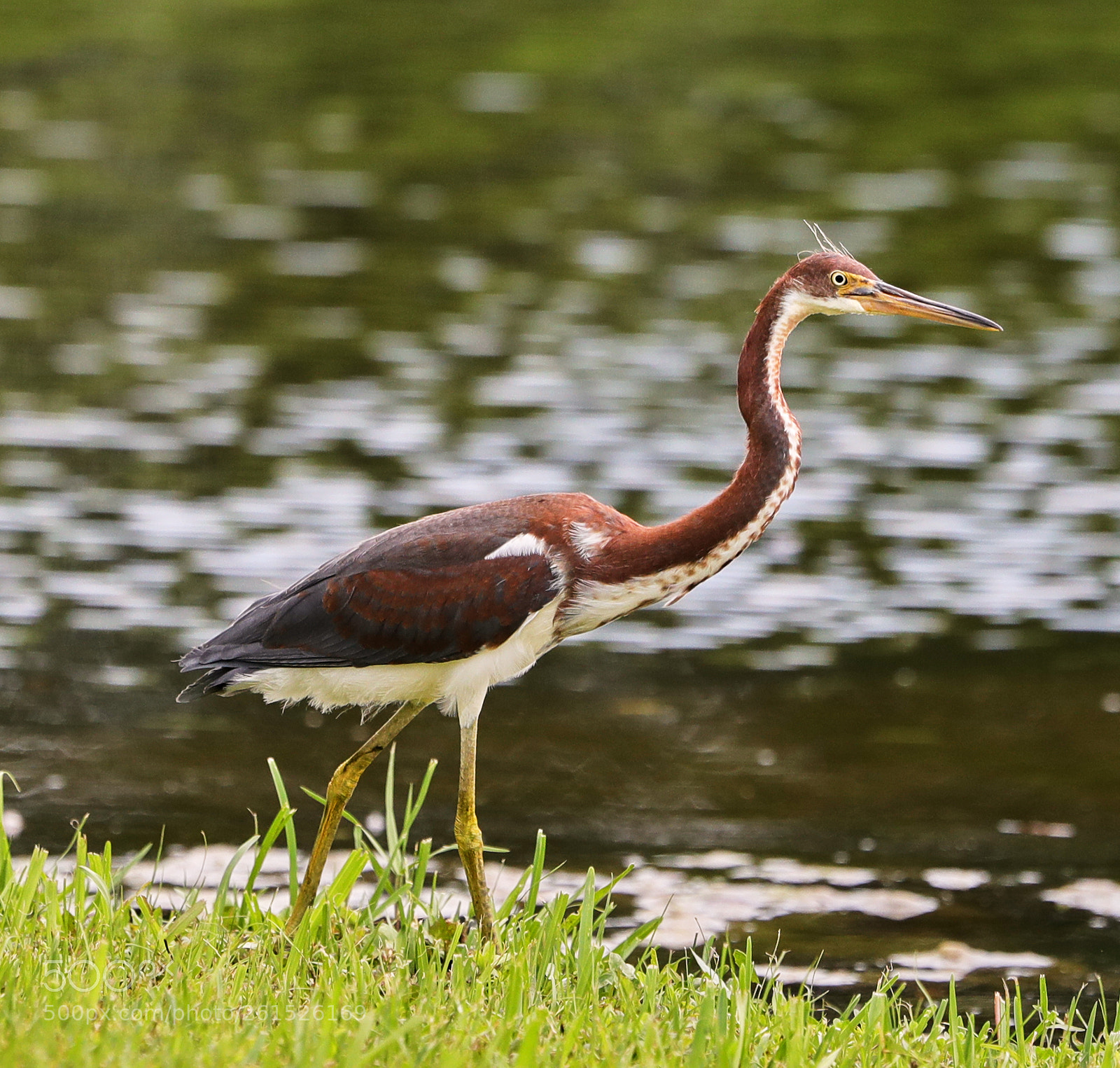 Canon EOS-1D X Mark II sample photo. 06-09-18-0021835.jpg photography